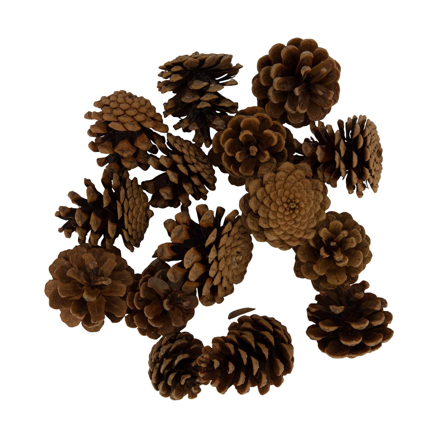 Display 200gr pinecone 29x17x5.5cm