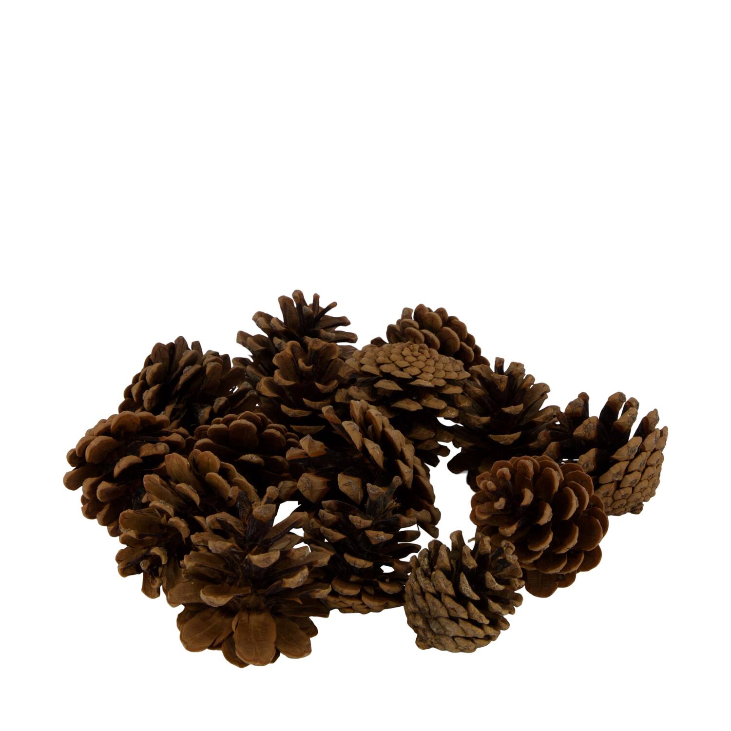 Display 200gr pinecone 29x17x5.5cm