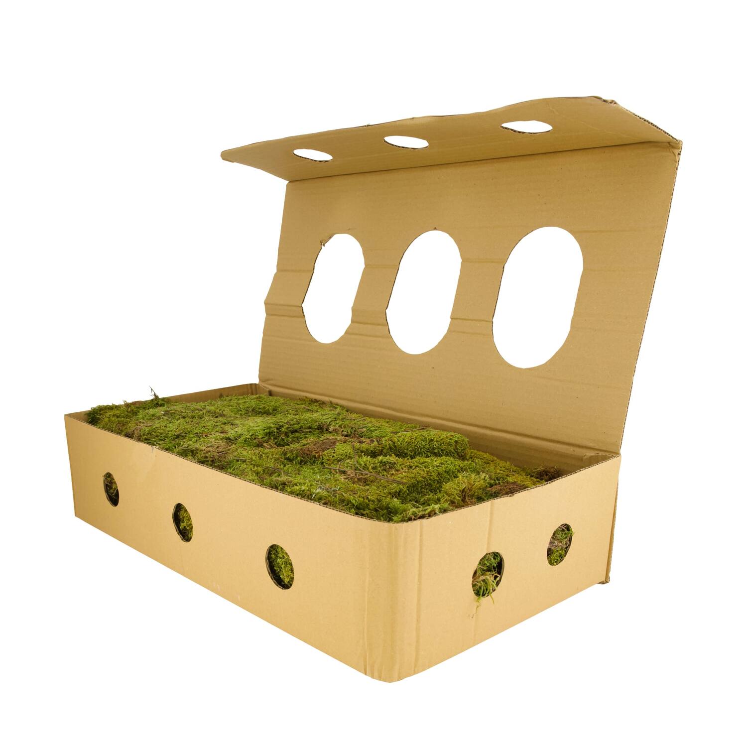 Moss flat 1kg in box nature 58x30x13cm