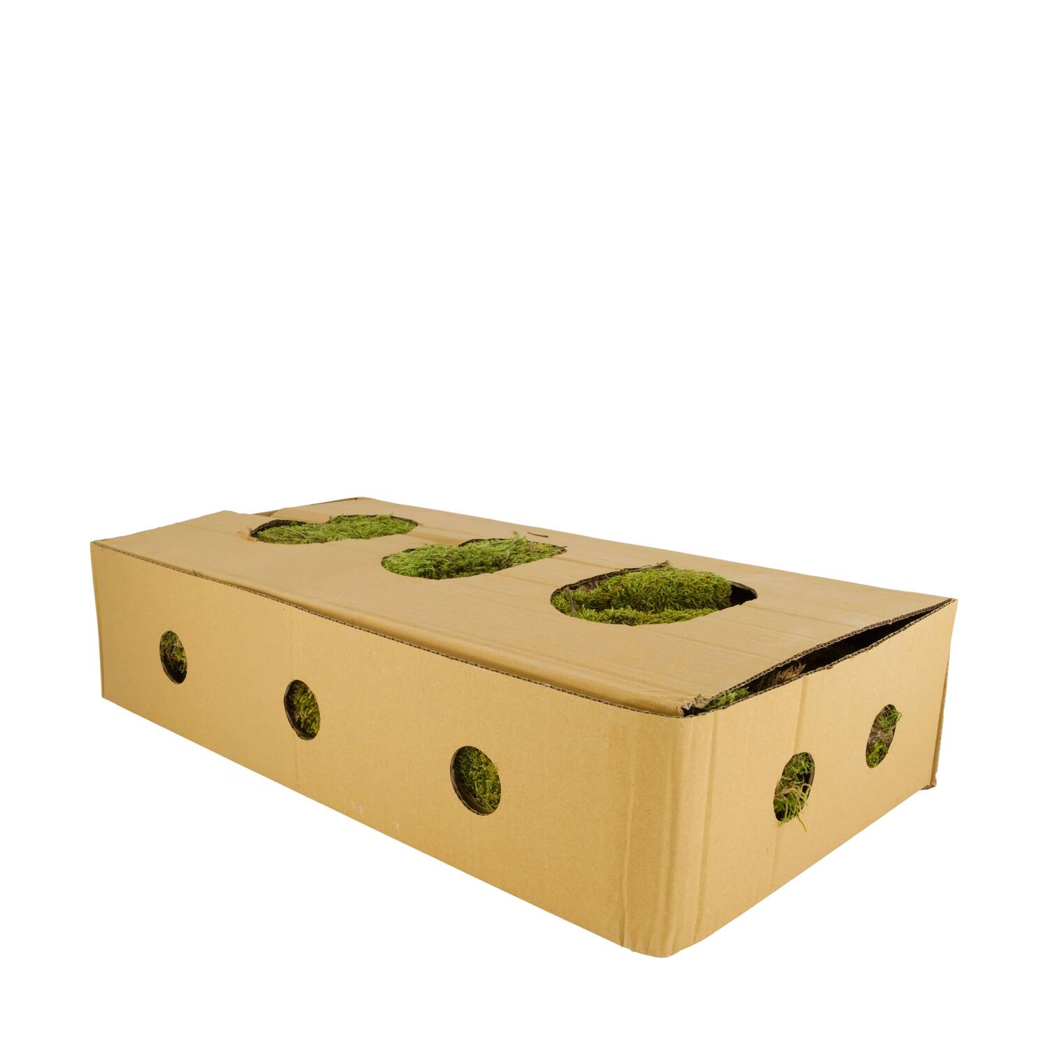 Moss flat 1kg in box nature 58x30x13cm