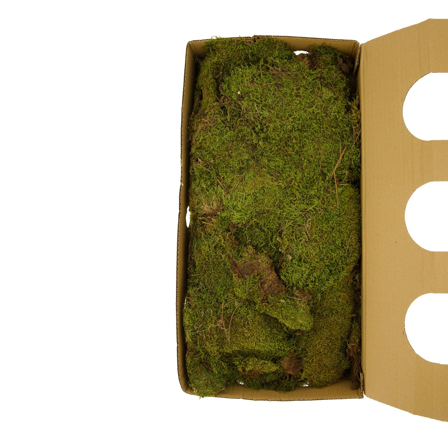 Moss flat 1kg in box nature 58x30x13cm