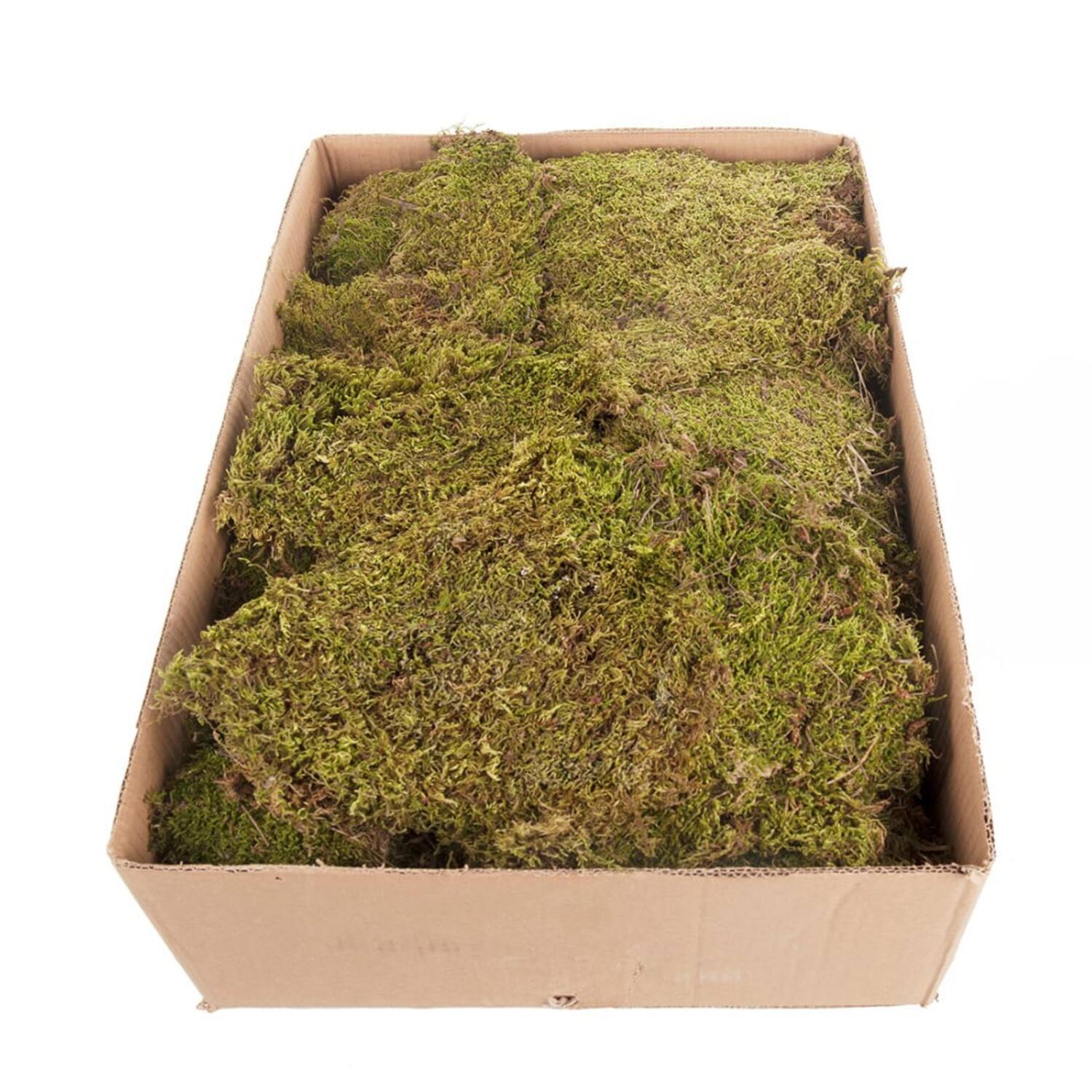 Moss flat 2kg in box moss 59x29x19cm
