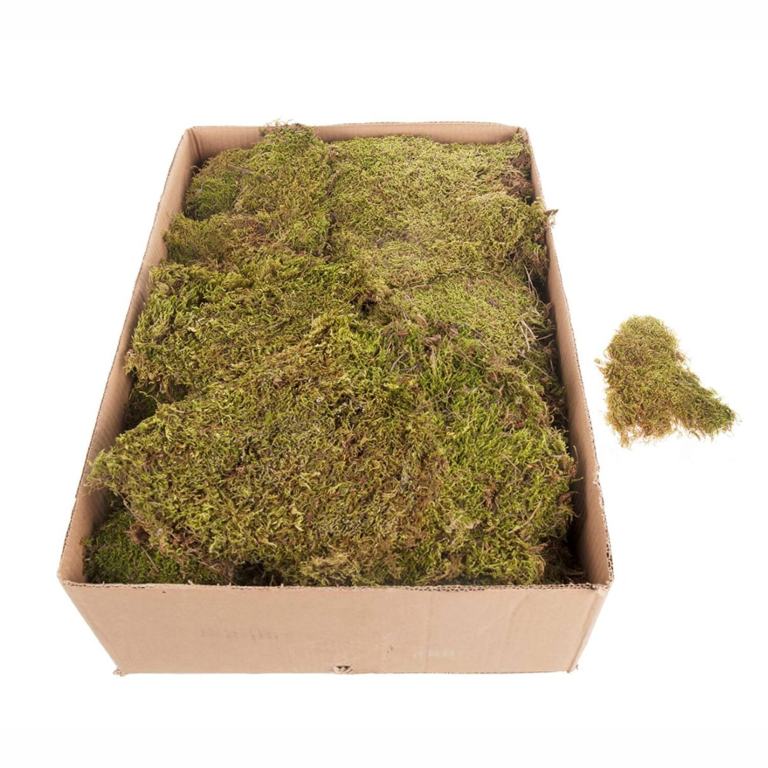 Moss flat 2kg in box moss 59x29x19cm