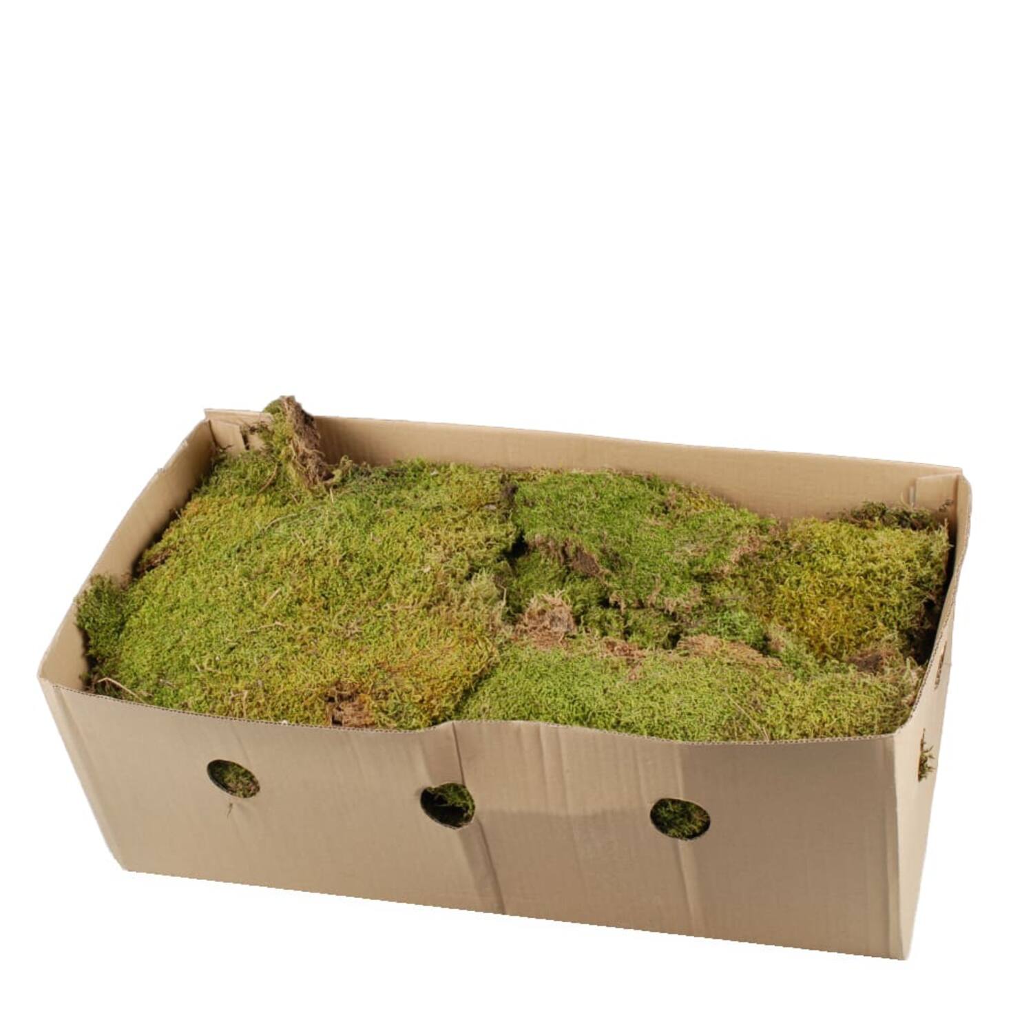Moss flat 2kg in box moss 59x29x19cm