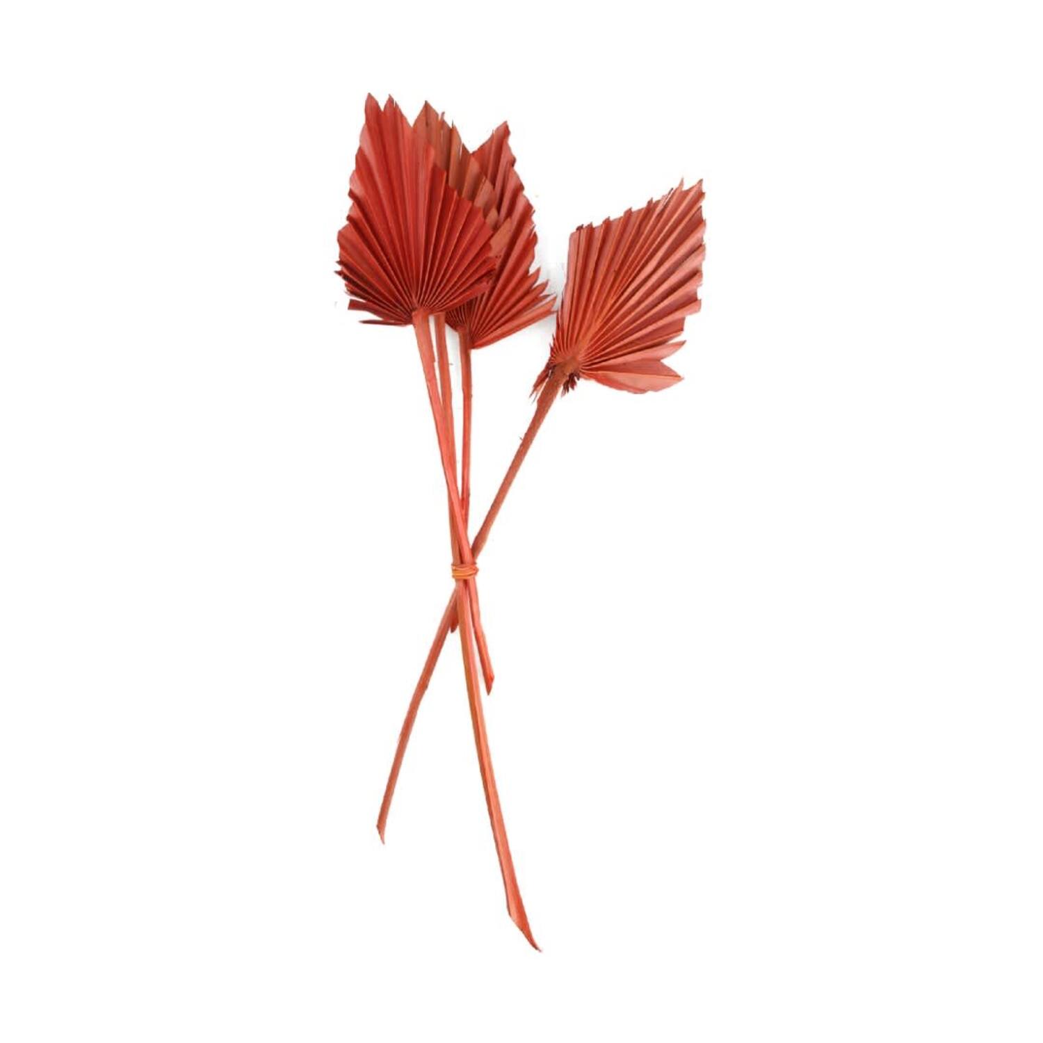 Palm spear medium nature 40-45x17x14cm 4pc - Orange