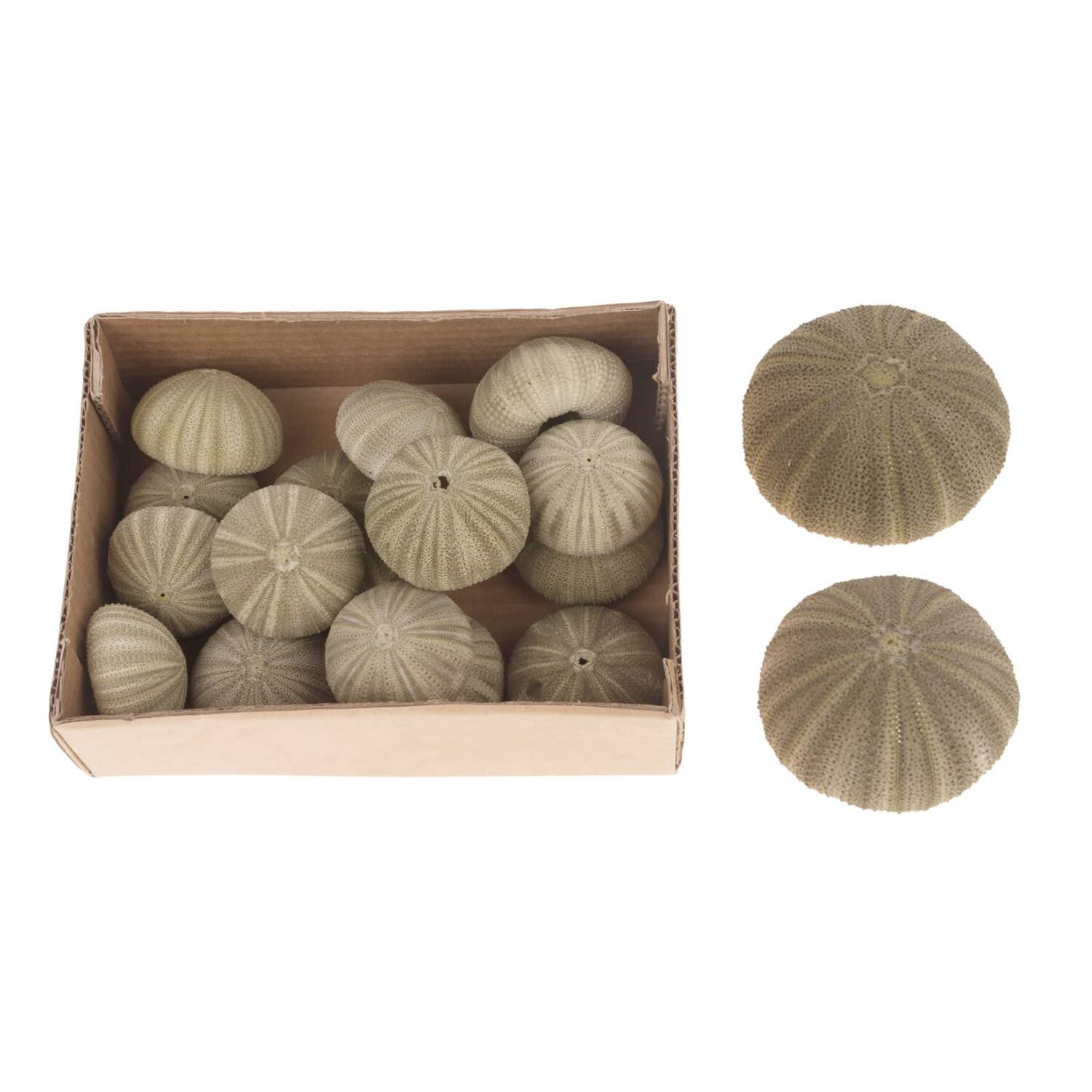 Green Denuded Urchin 17pc in box 15x20x6cm