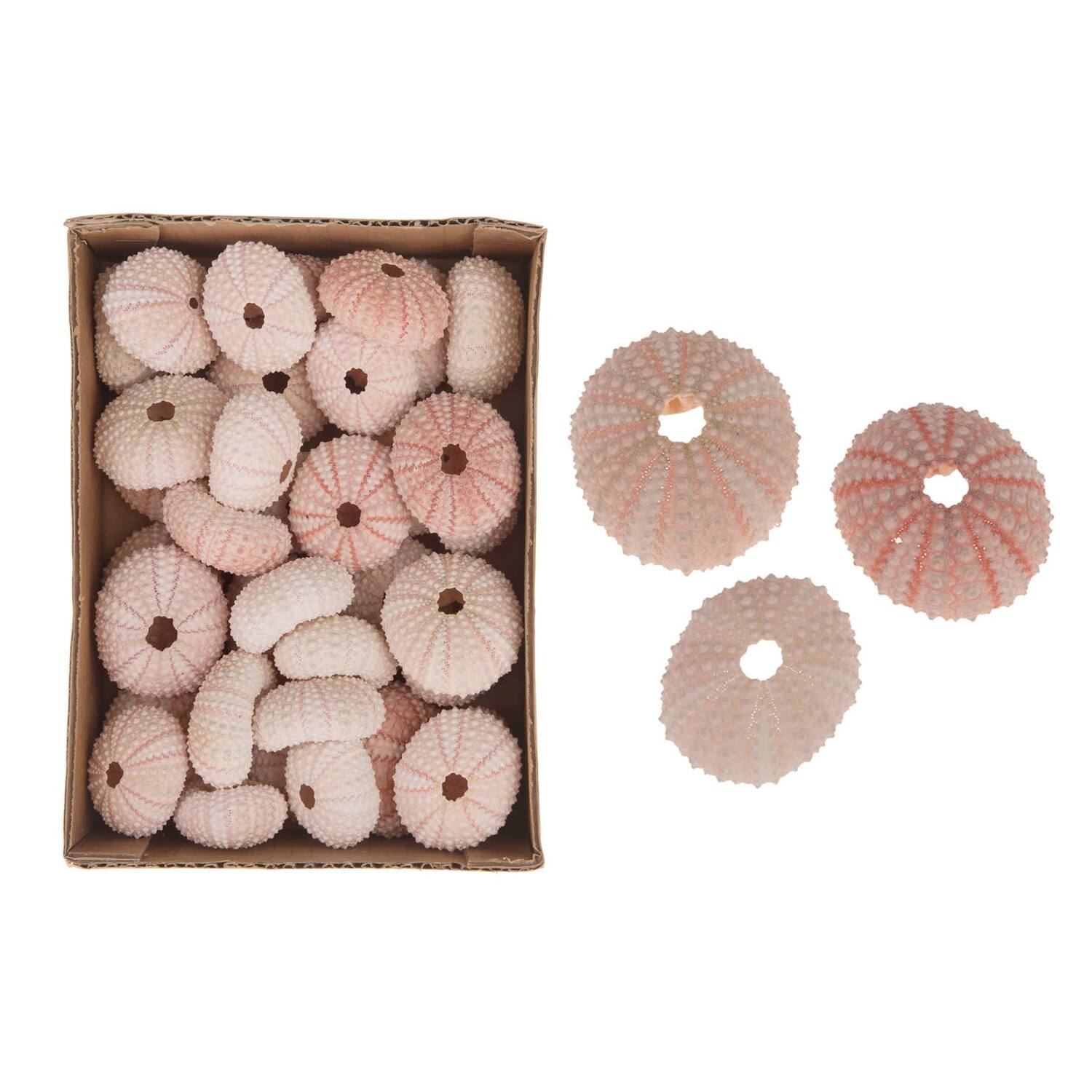 Pink Urchin 36pc in box 15x20x6cm