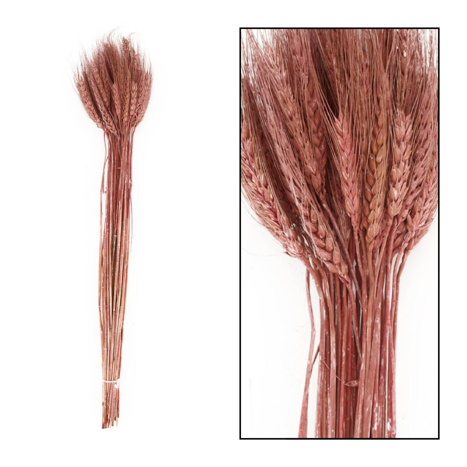 Wheat grass nature 60-65cm 100gr