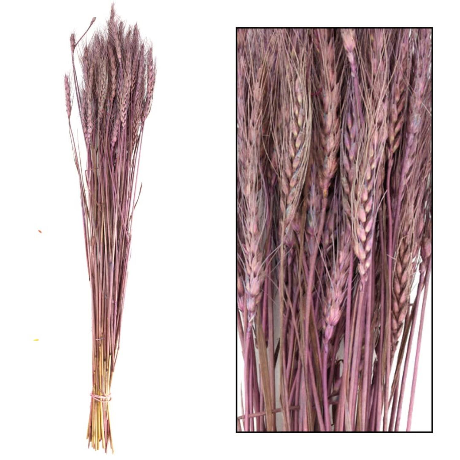 Wheat grass nature 60-65cm 100gr - Purple