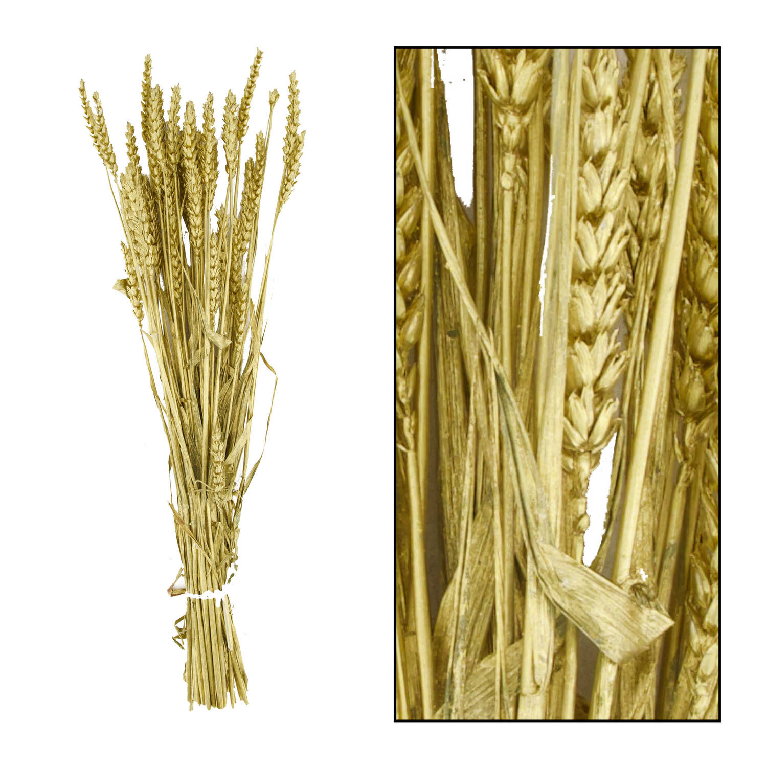 Bunch triticum nature 70x10x5cm - Gold