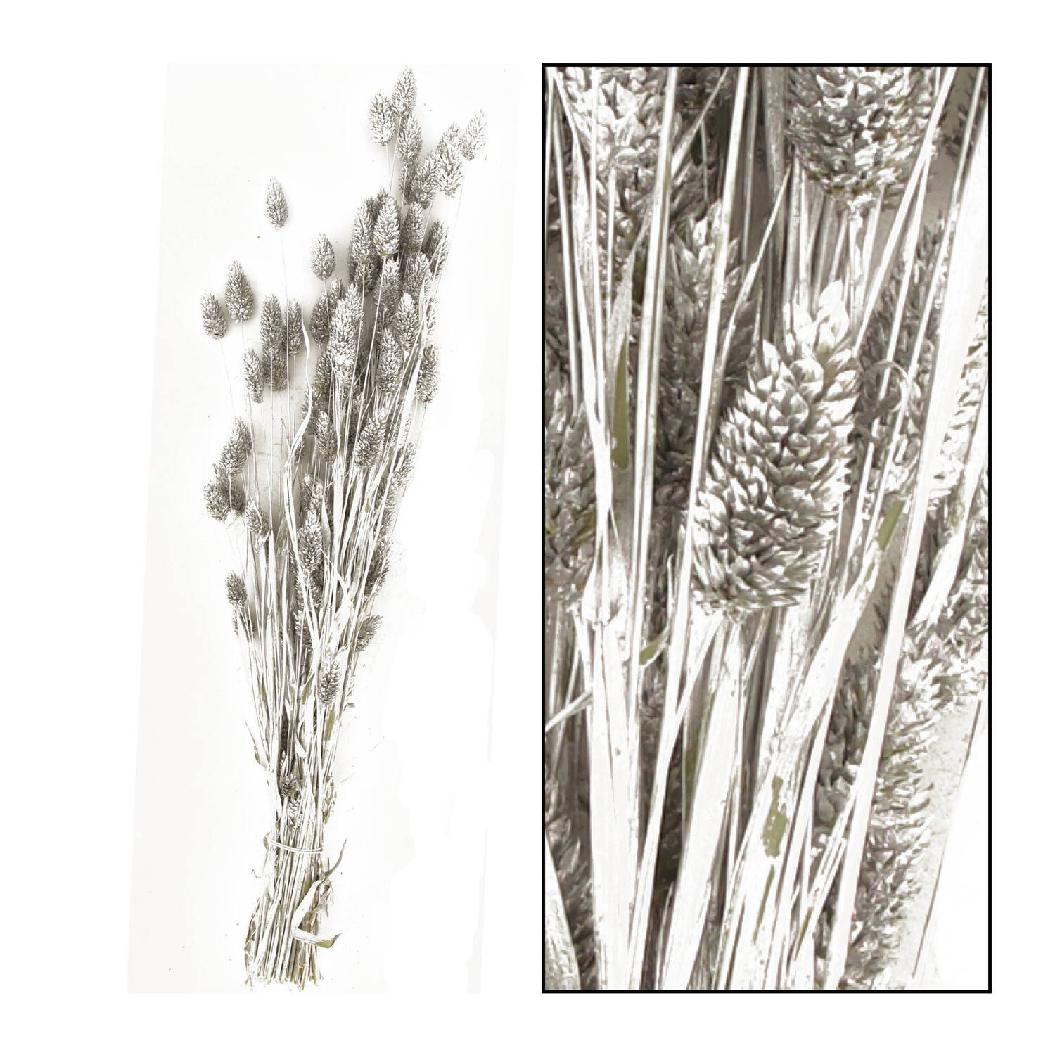 Bunch phalaris nature 76x14.5x7cm