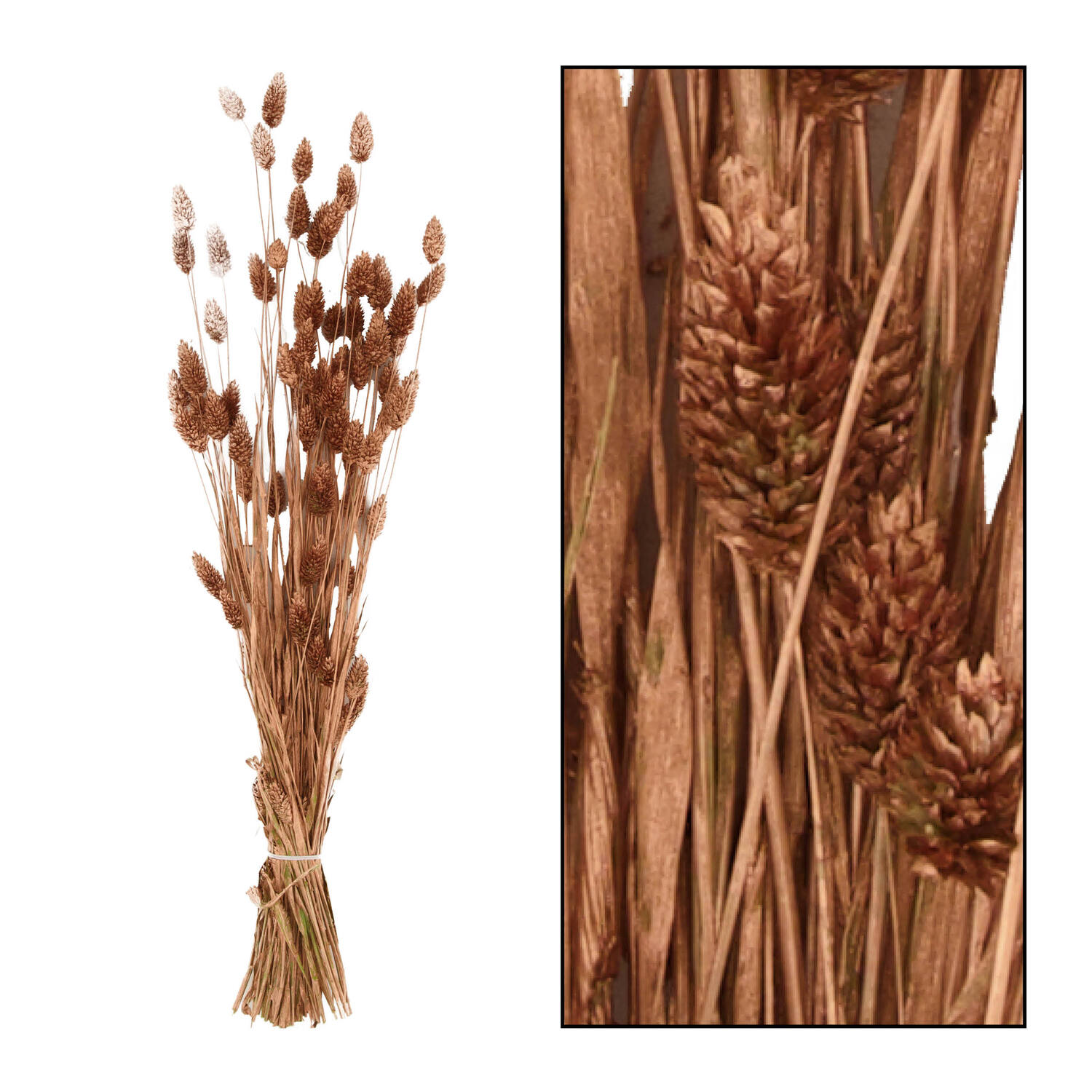 Bunch phalaris nature 76x14.5x7cm - Copper