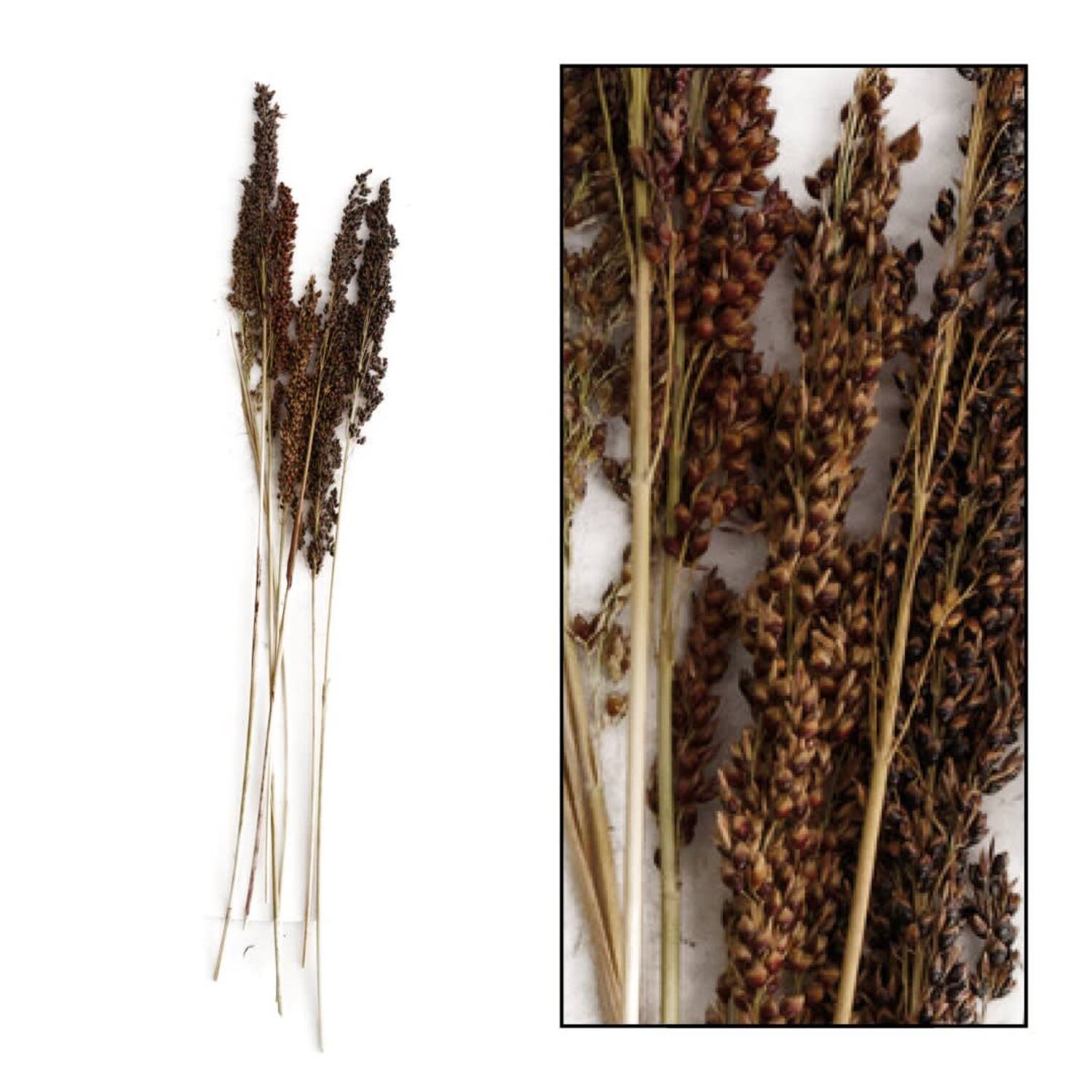 Panicum 8pc 65cm - Natural