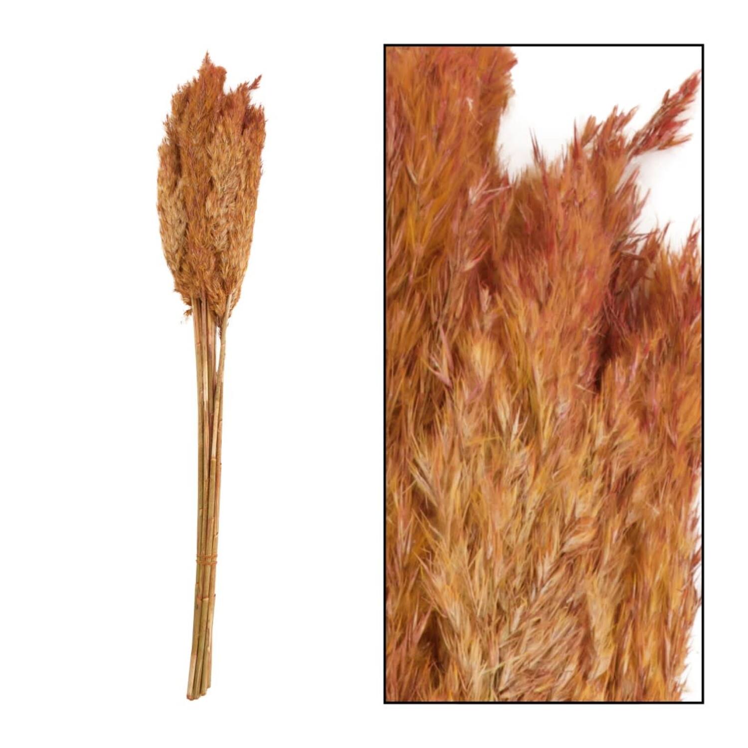 Wild reed plume Vinz nature 75cm 10pc