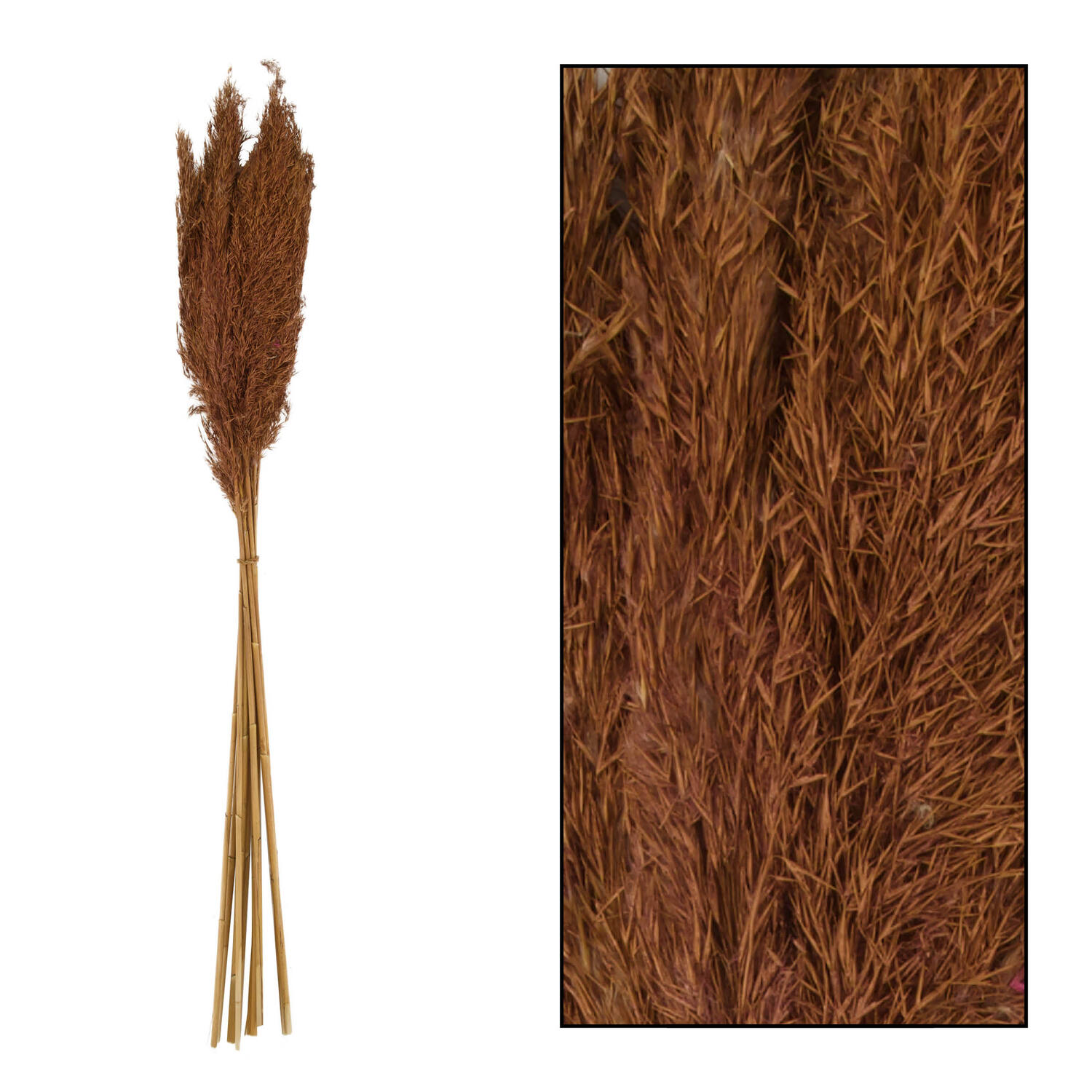 Wild reed plume Vinz nature 75cm 10pc - Natural