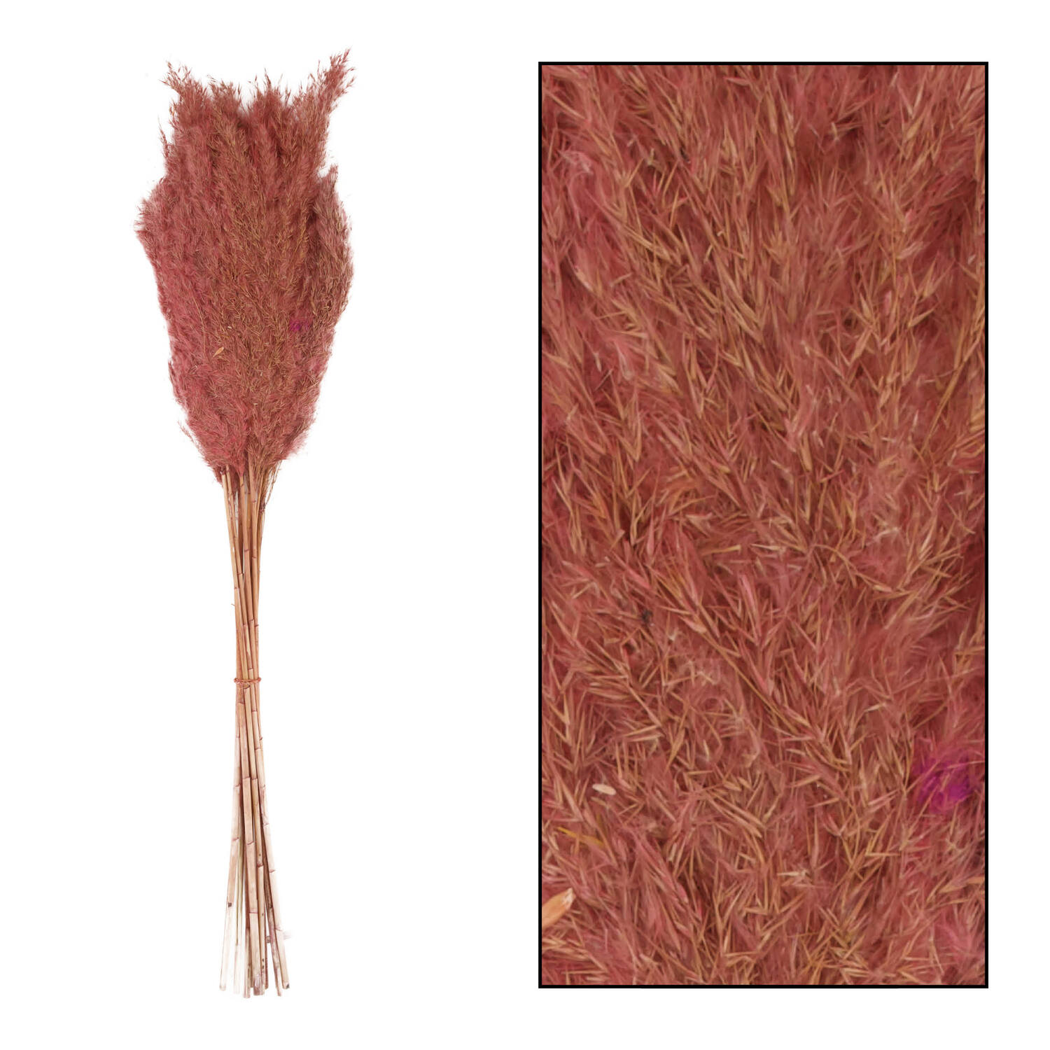 Wild reed plume Vinz nature 75cm 10pc - Pink