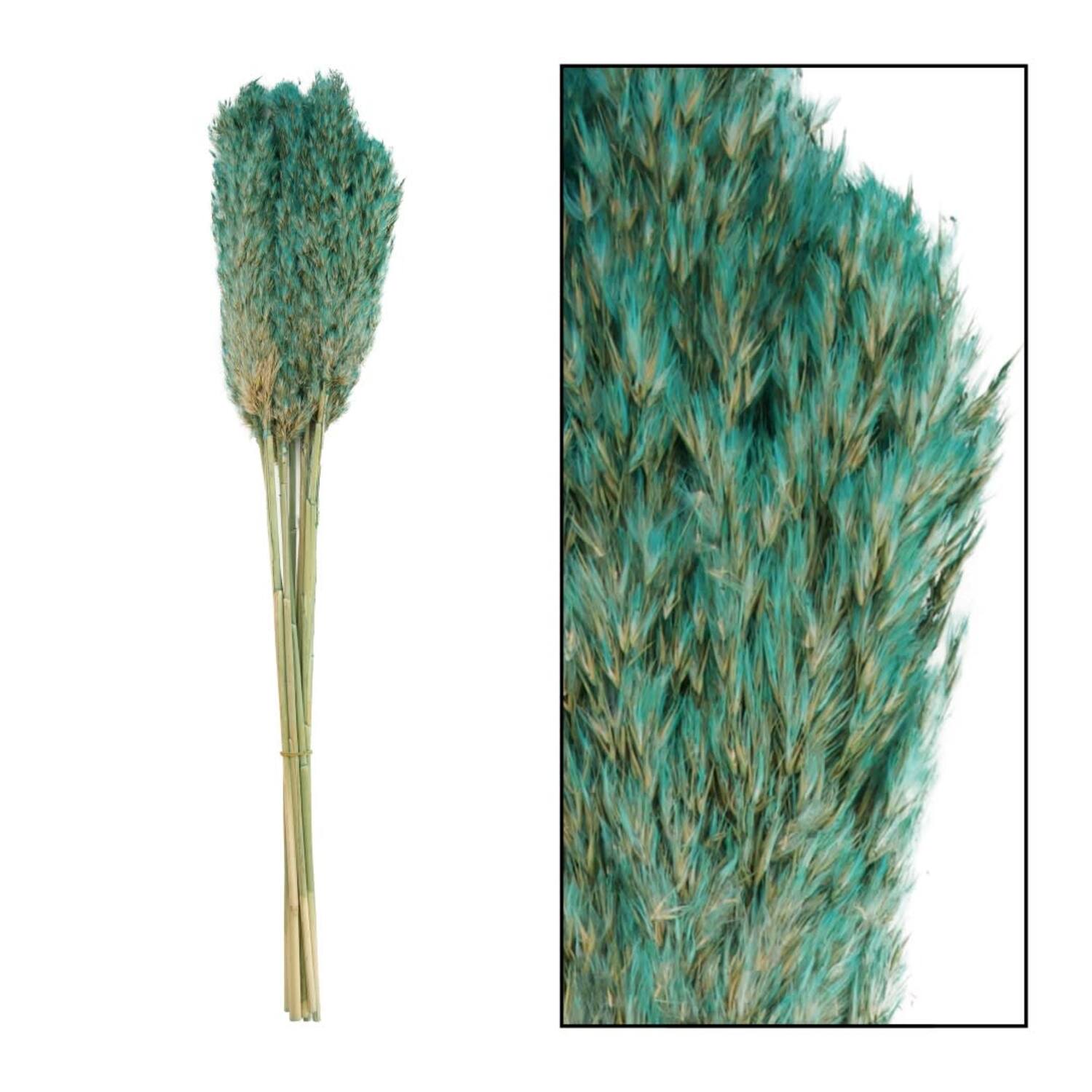 Wild reed plume Vinz nature 75cm 10pc