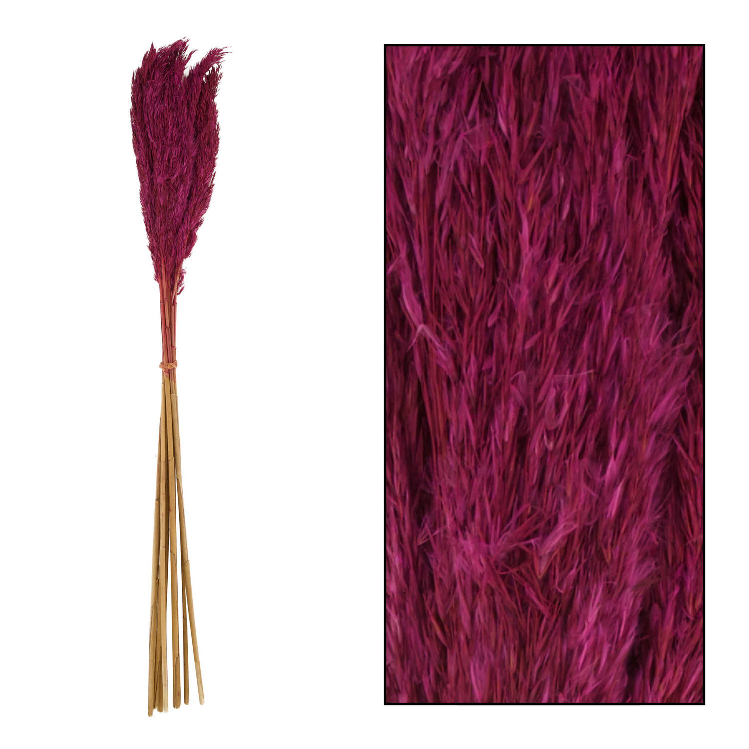 Wild reed plume Vinz nature 75cm 10pc