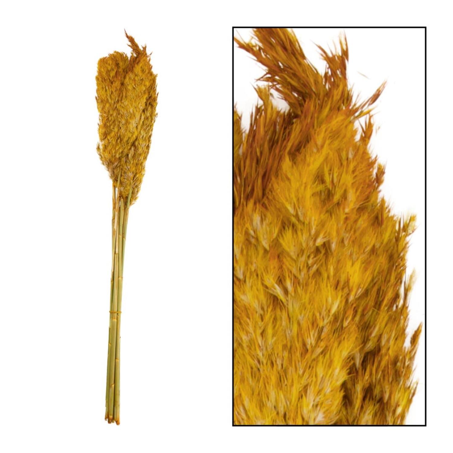 Wild reed plume Vinz nature 75cm 10pc