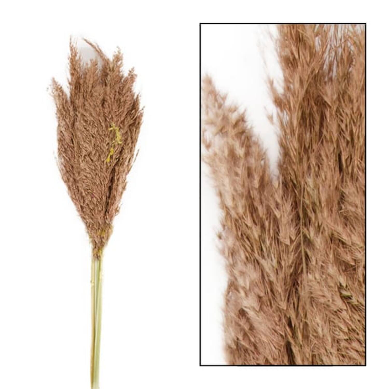 Wild reed plume Vinz 115cm 3pc