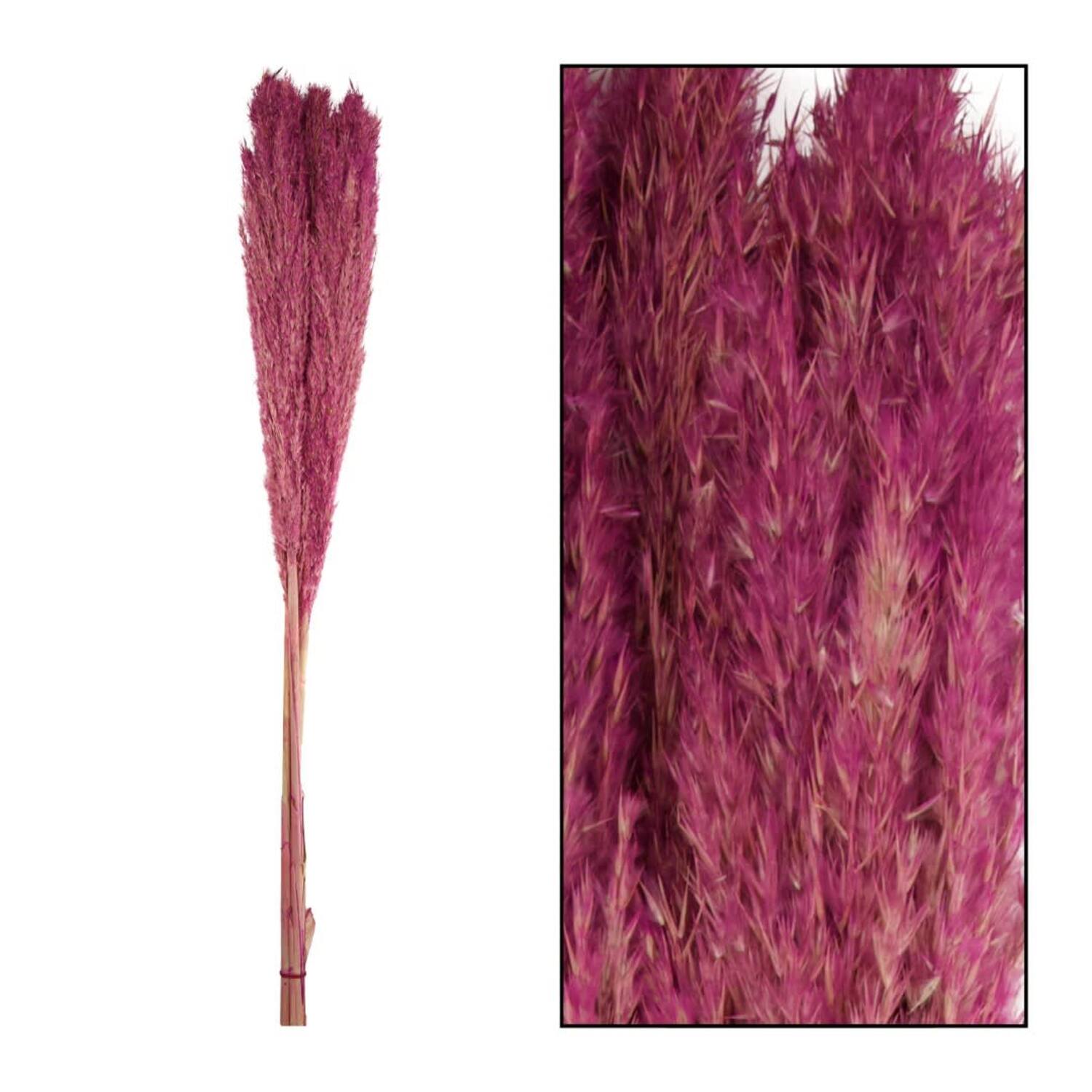 Wild reed plume Vinz 115cm 3pc