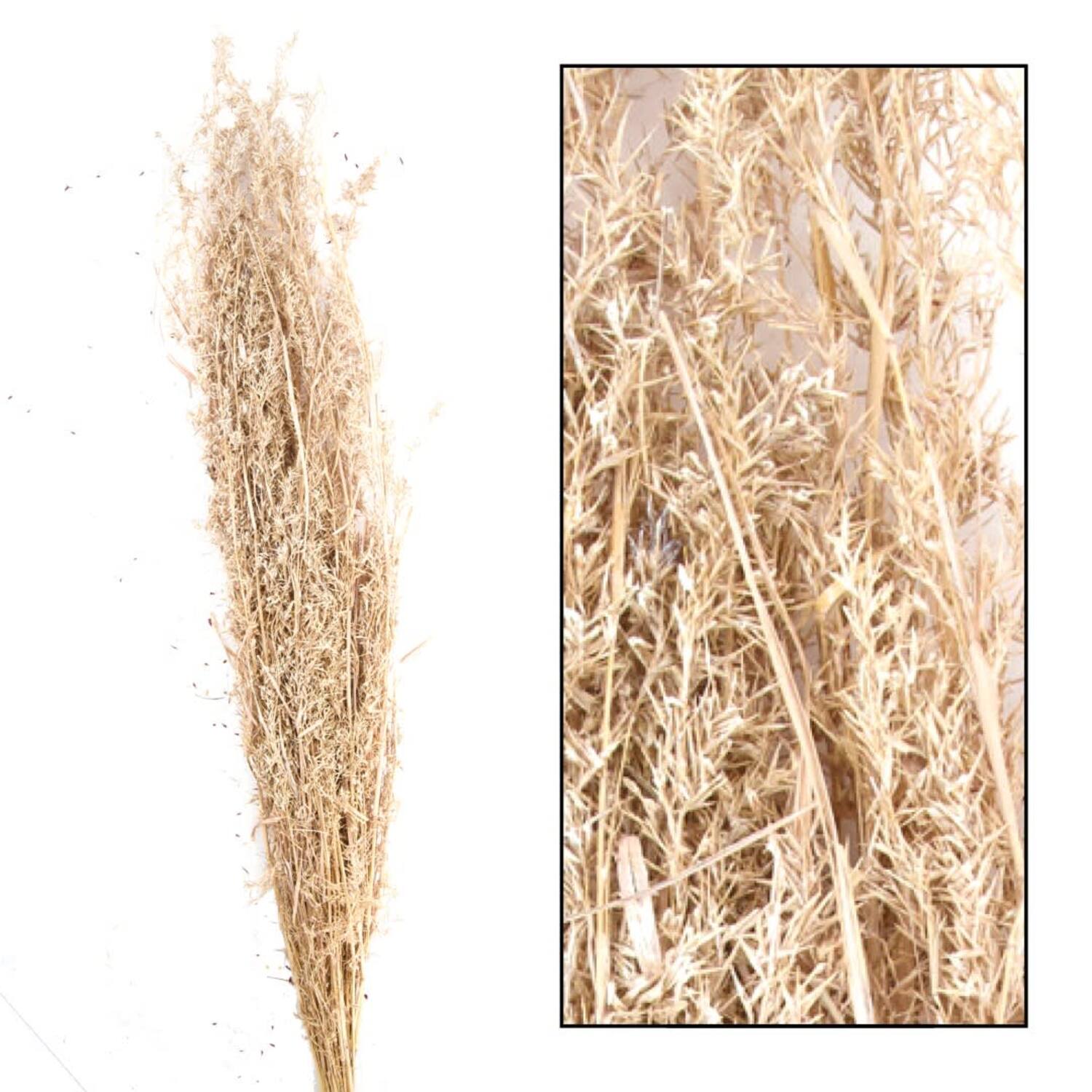 Alfonso grass nature 100cm 100gr - White
