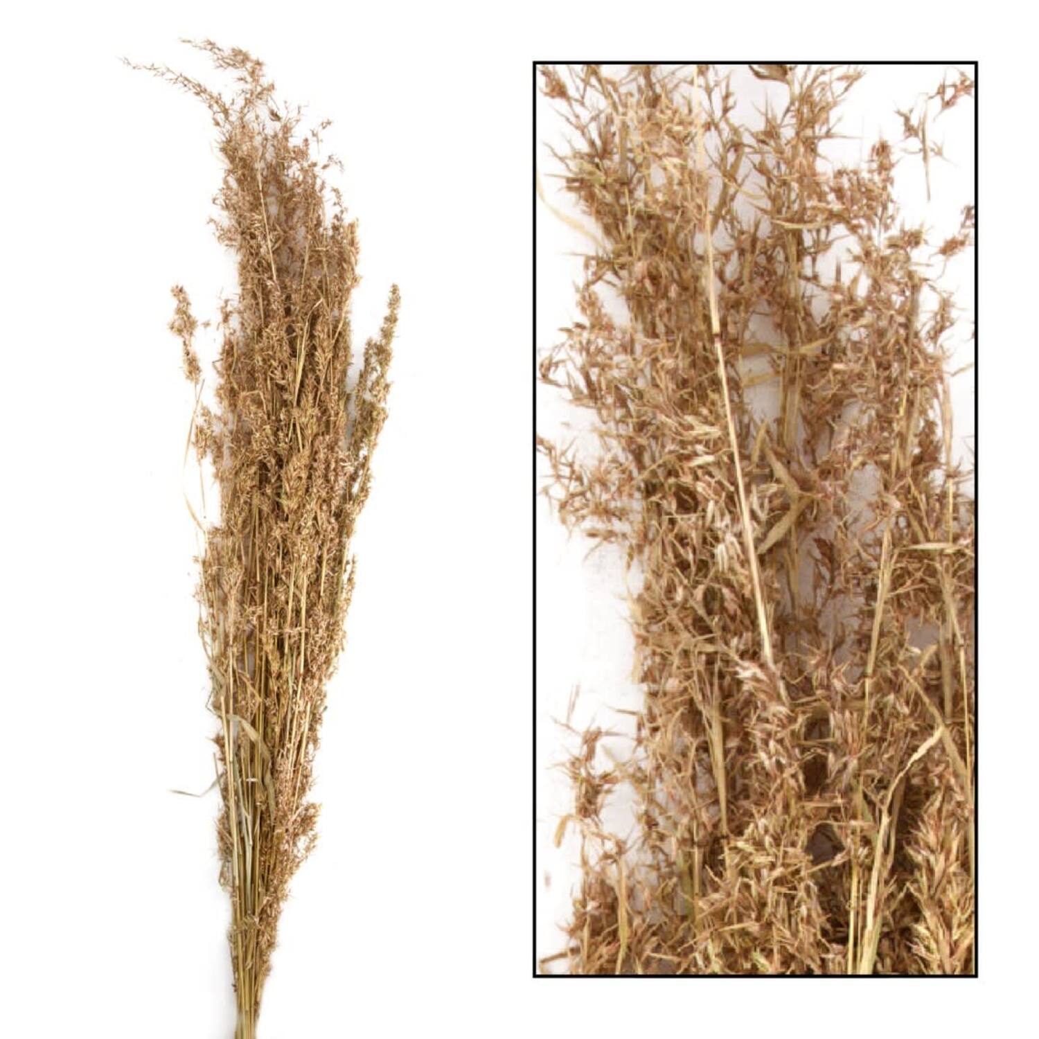 Alfonso grass nature 100cm 100gr