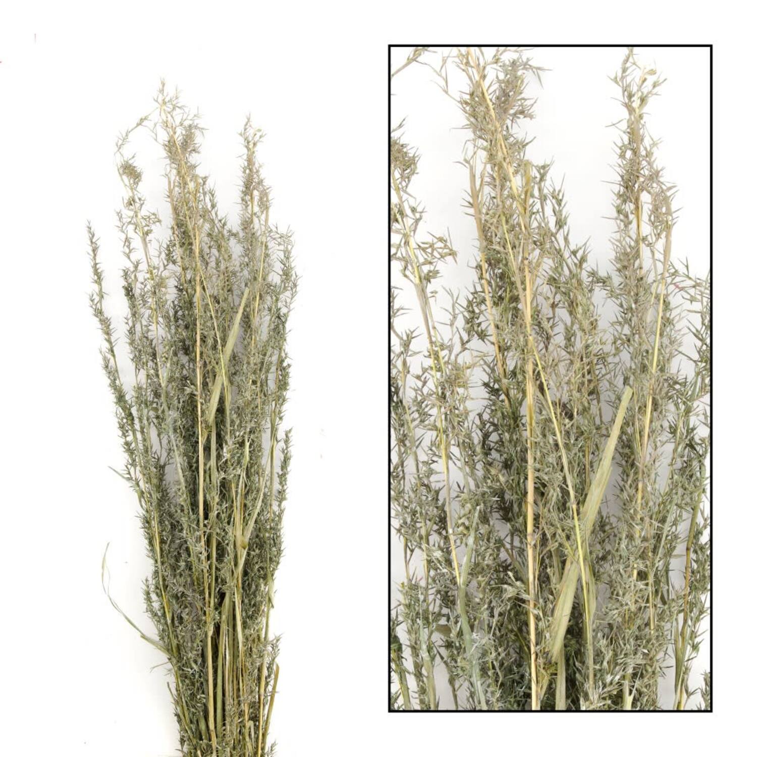 Alfonso grass nature 100cm 100gr
