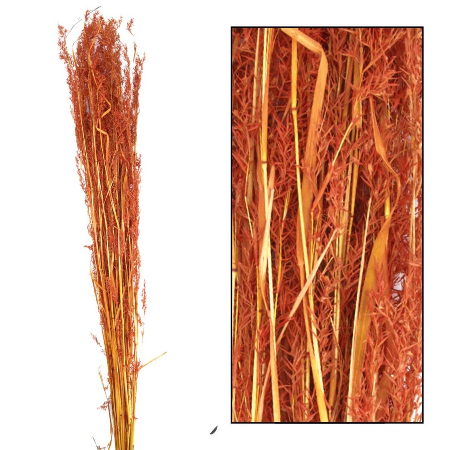 Alfonso grass nature 100cm 100gr