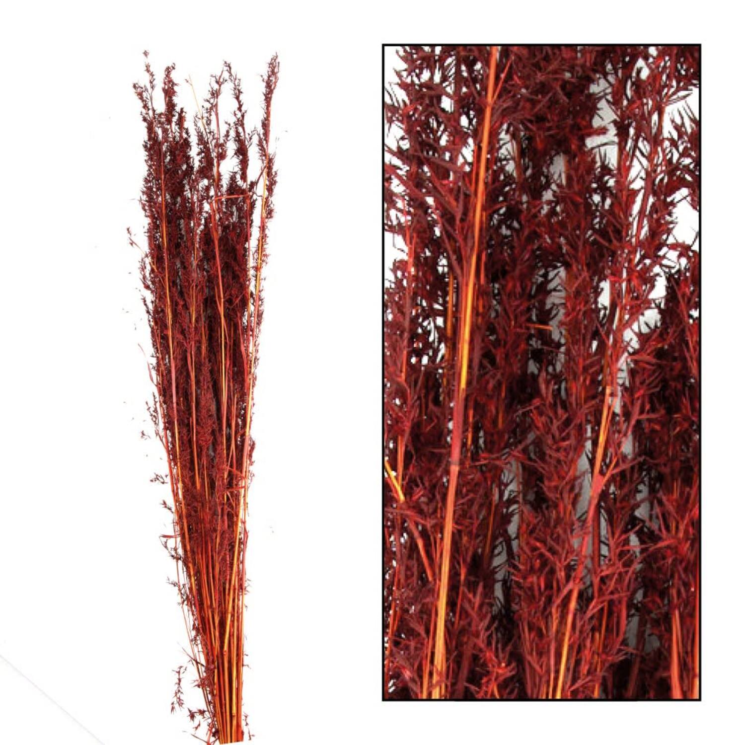 Alfonso grass nature 100cm 100gr