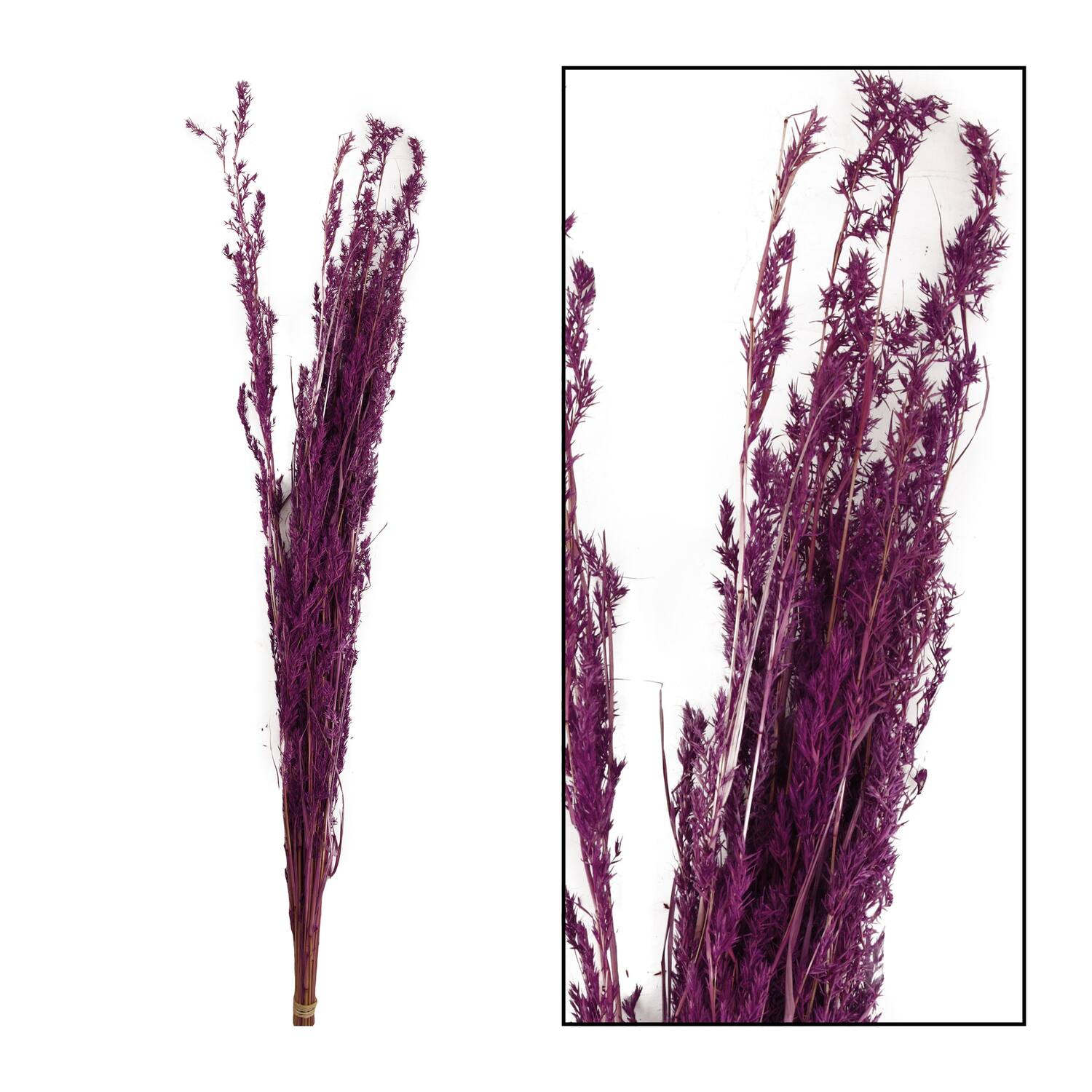 Alfonso grass nature 100gr - Purple