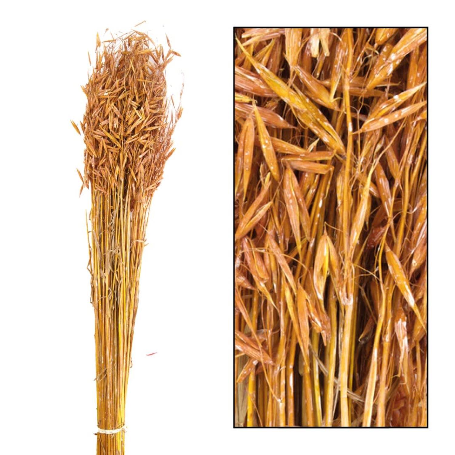Oat grass nature 60-65cm 100gr