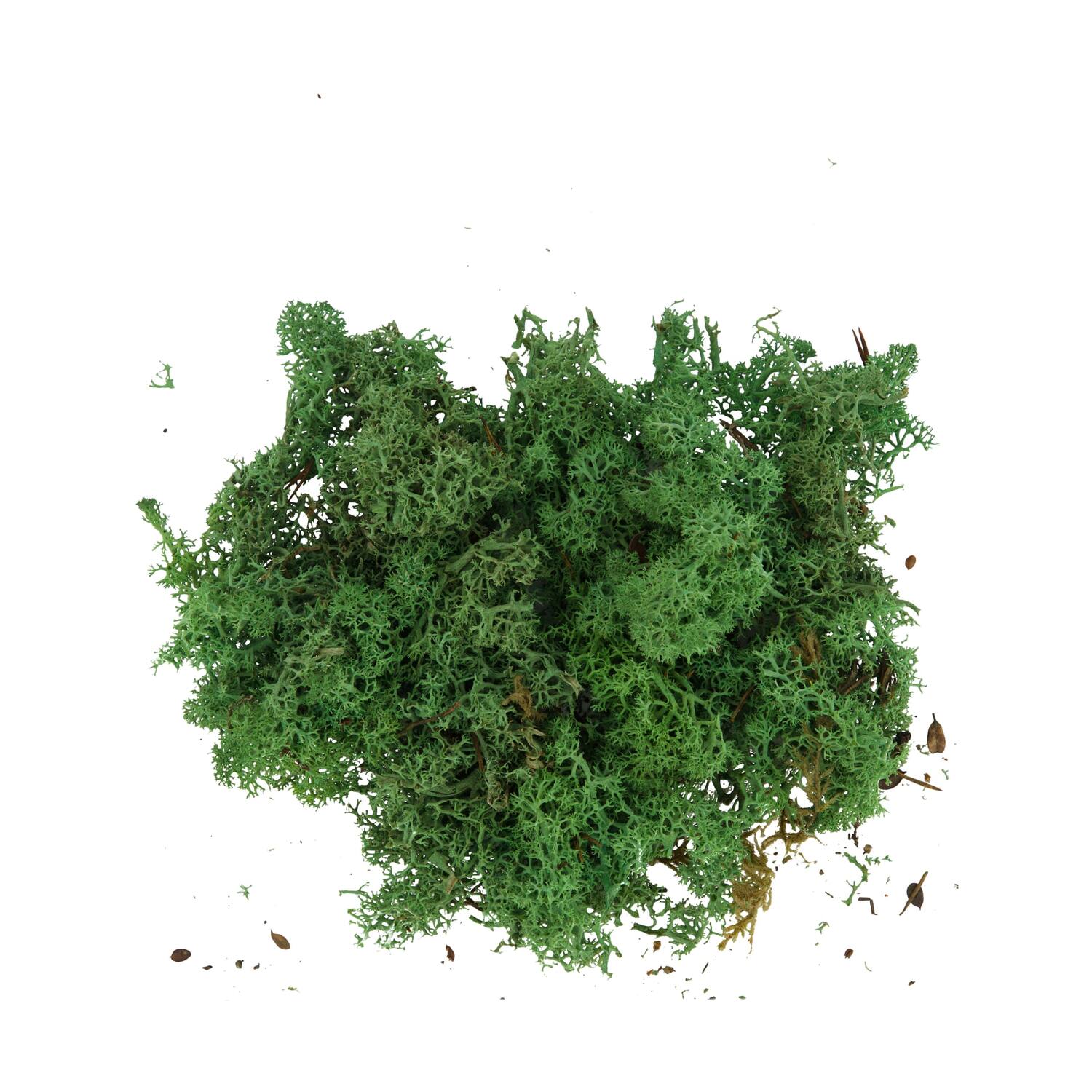 Mousse - Mousse de renne - 40gr - Naturel - 10x4x22cm - Vert