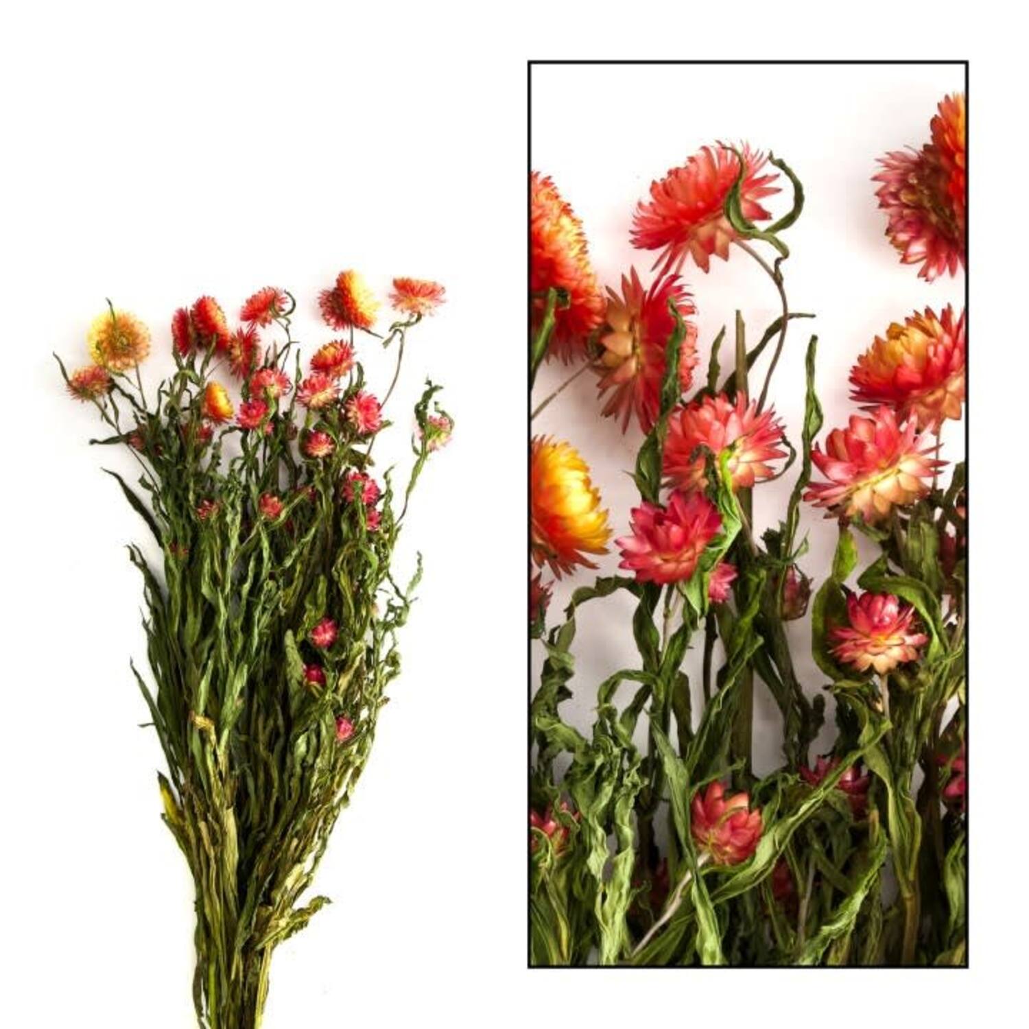 Bunch helichrysum 50x14x7cm - Orange