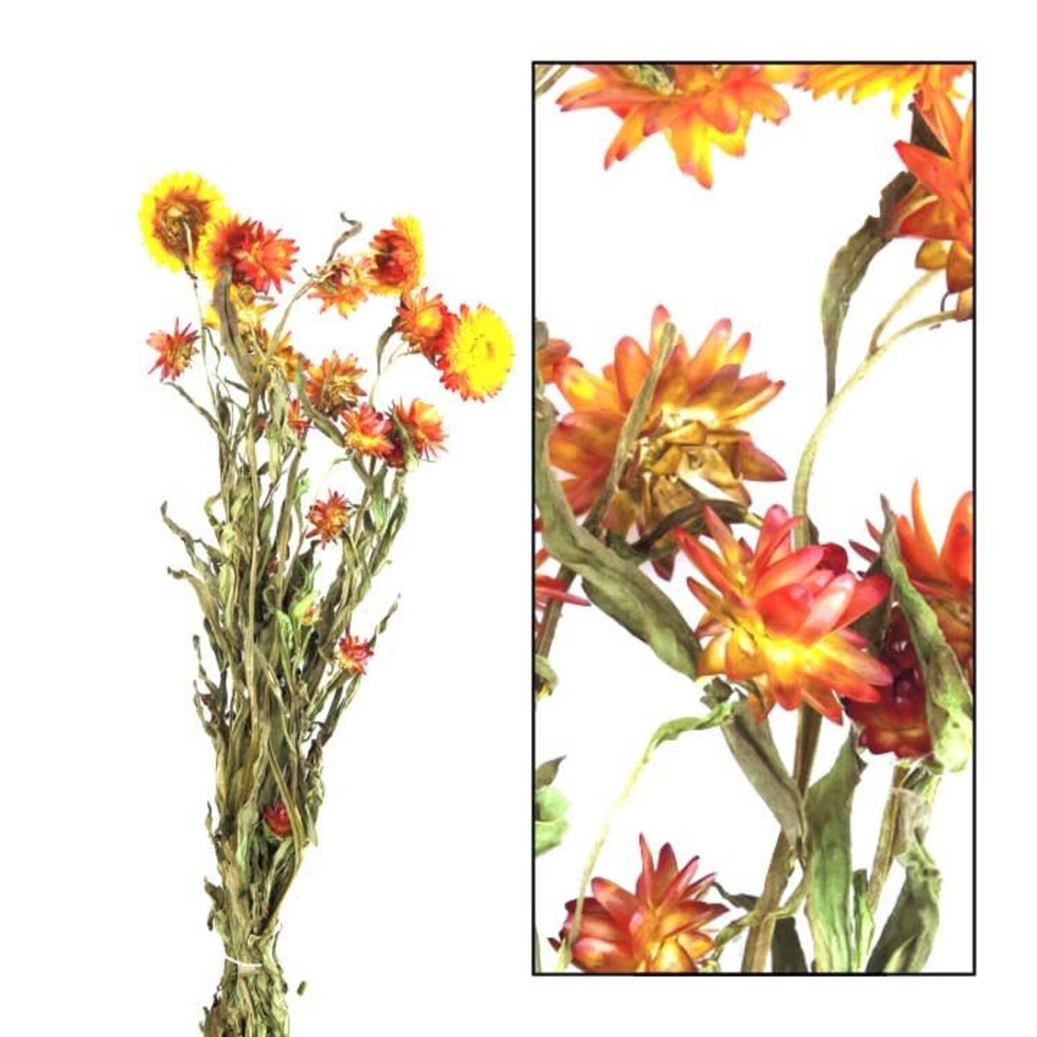Bunch helichrysum 50x14x7cm - Orange