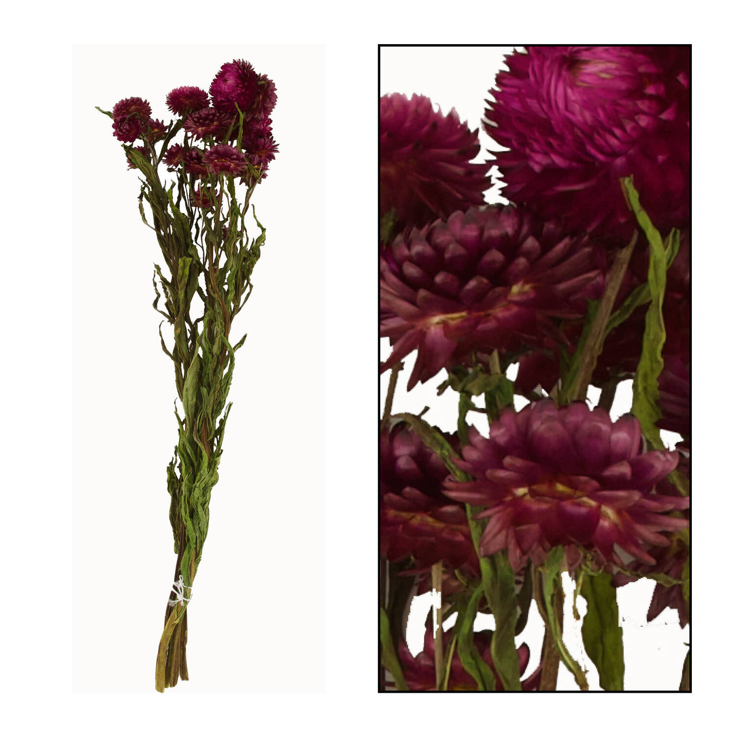 Bunch helichrysum 50x14x7cm - Pink