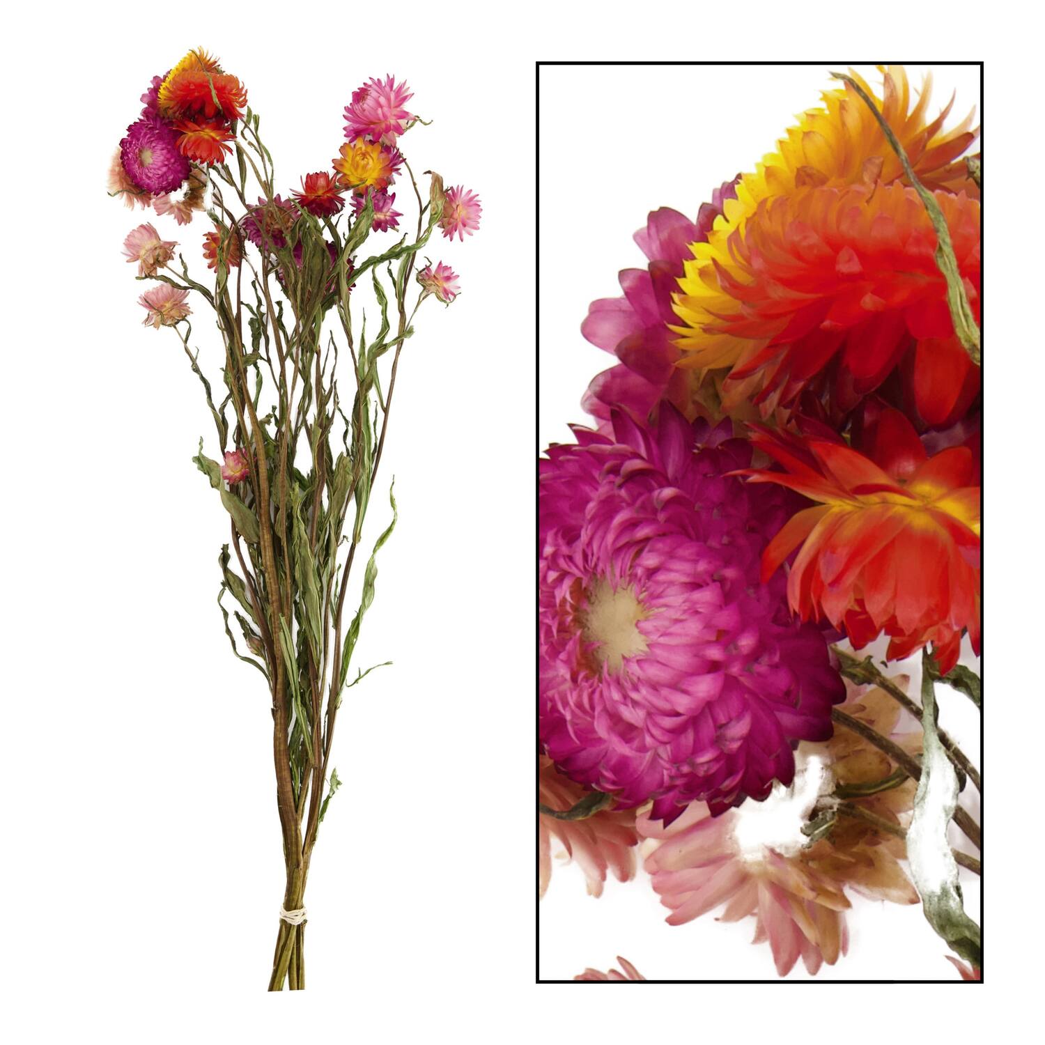 Bunch helichrysum 50x14x7cm - Multi