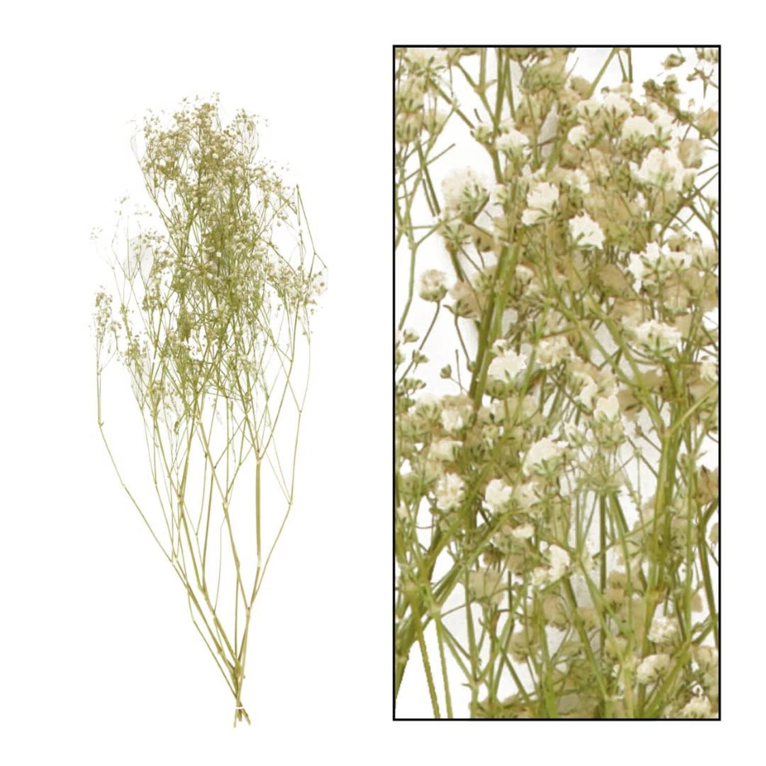 Gypsophila