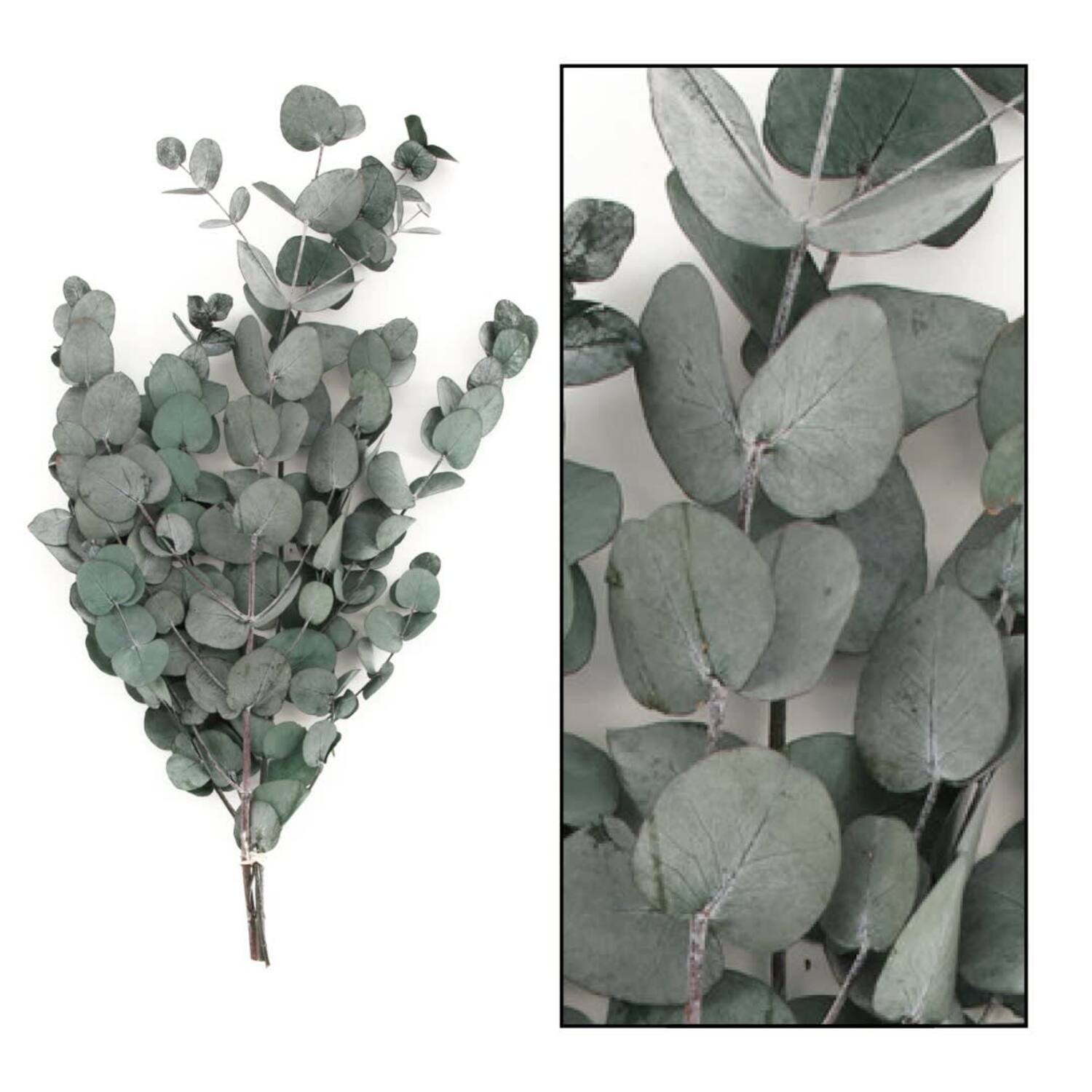 Preserved Eucalyptus spiral 50gr - Green