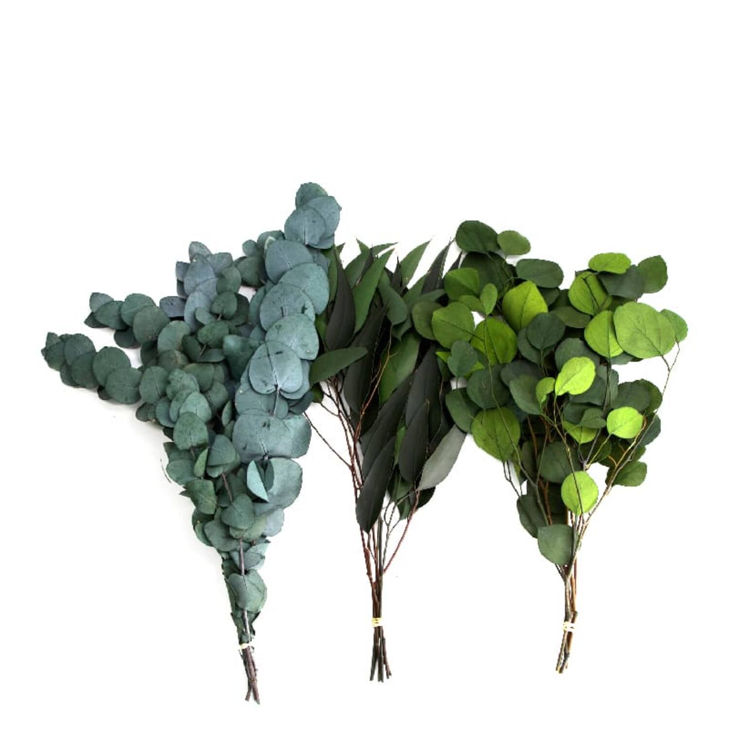 Eucalyptus bunch mix 55gr 1bunch mix box  - Green