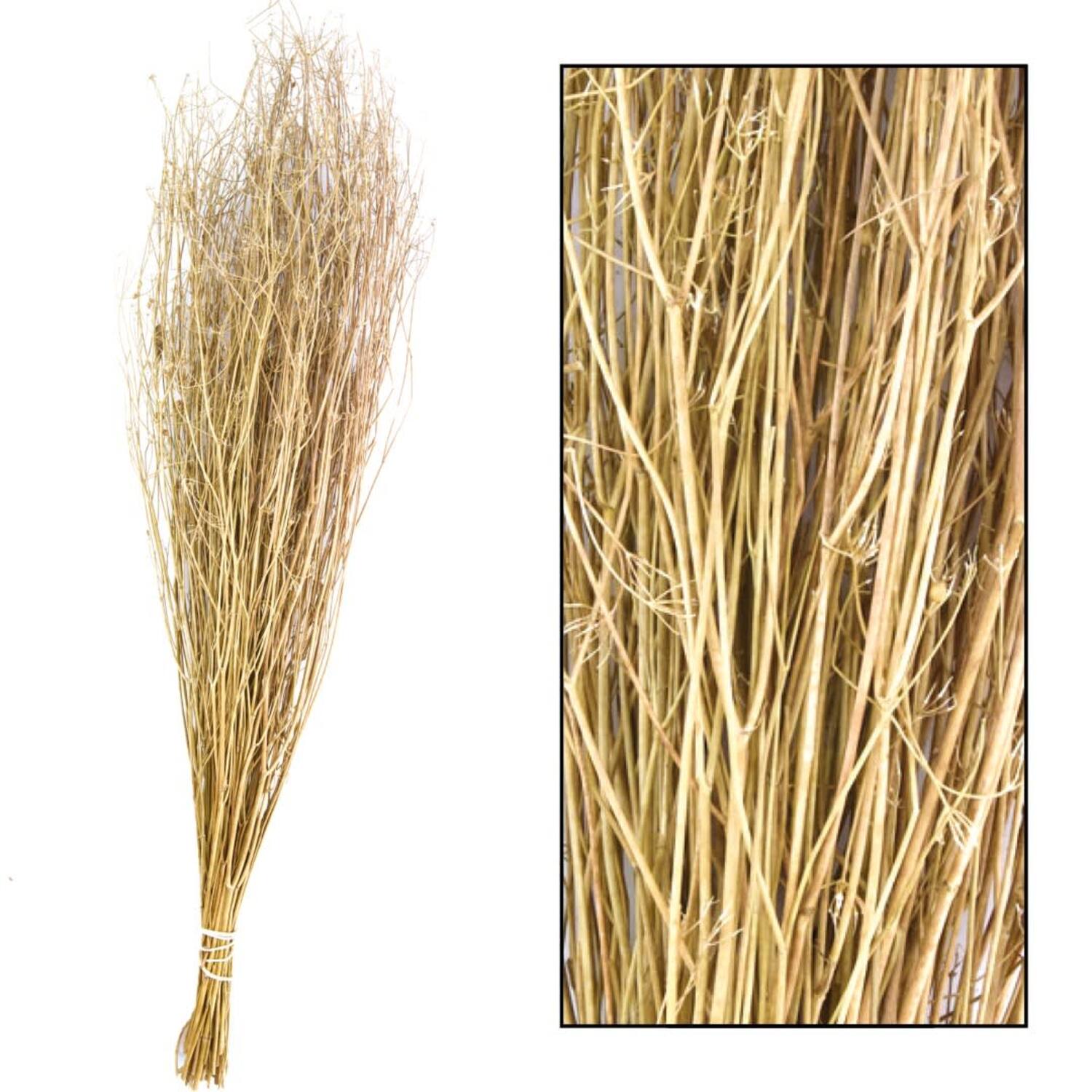 Coriander grass 60-65cm 50gr - Natural