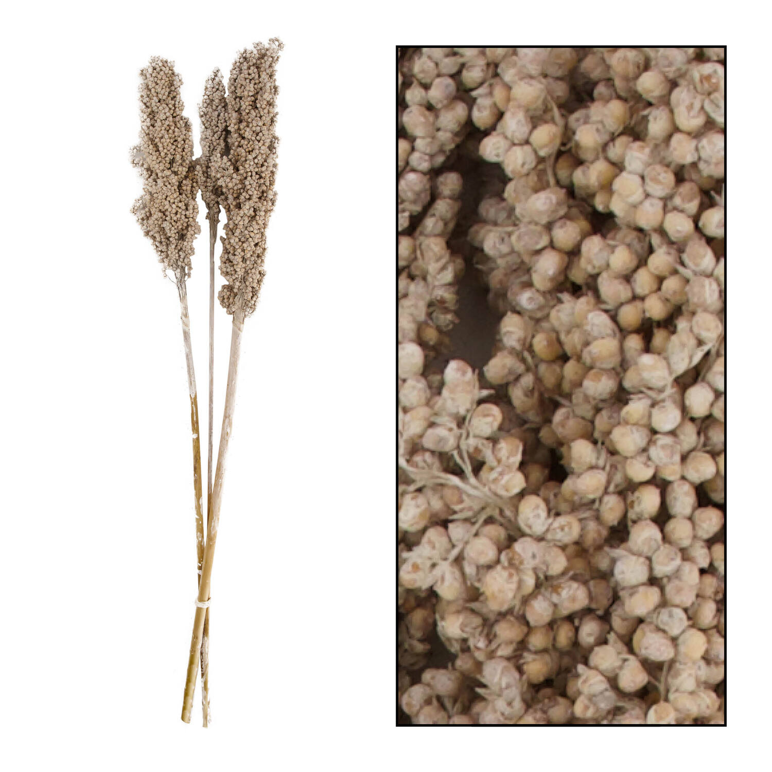 Indian corn nature 70x10x6.5cm 3pc - White
