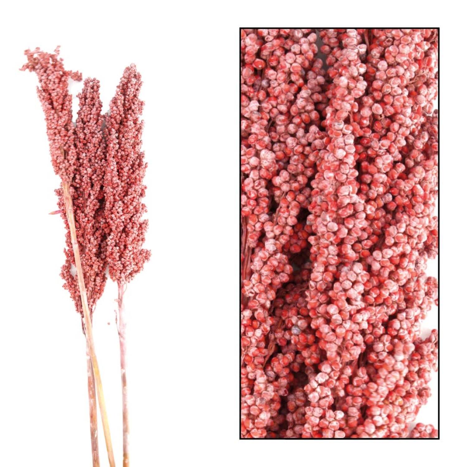 Indian corn nature 70x10x6.5cm 3pc - Orange