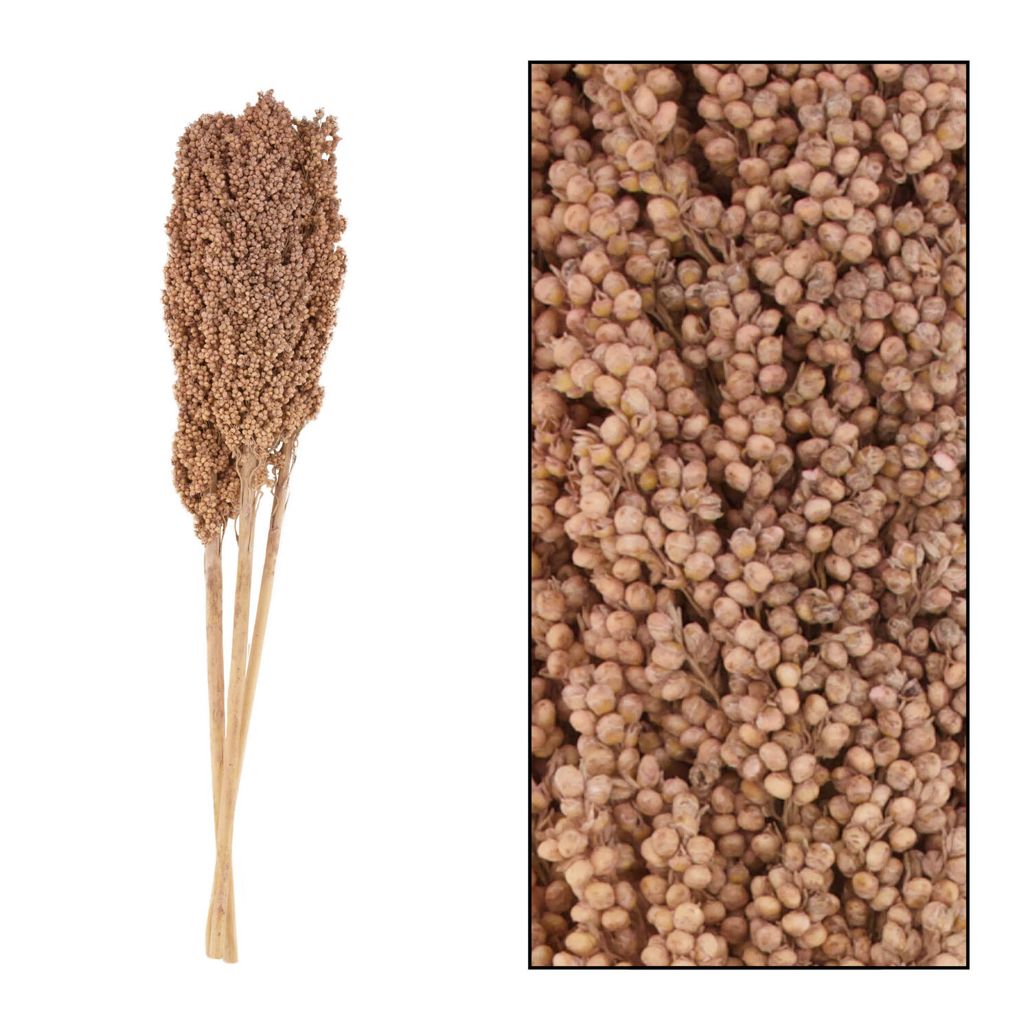 Indian corn nature 70x10x6.5cm 3pc - Multi