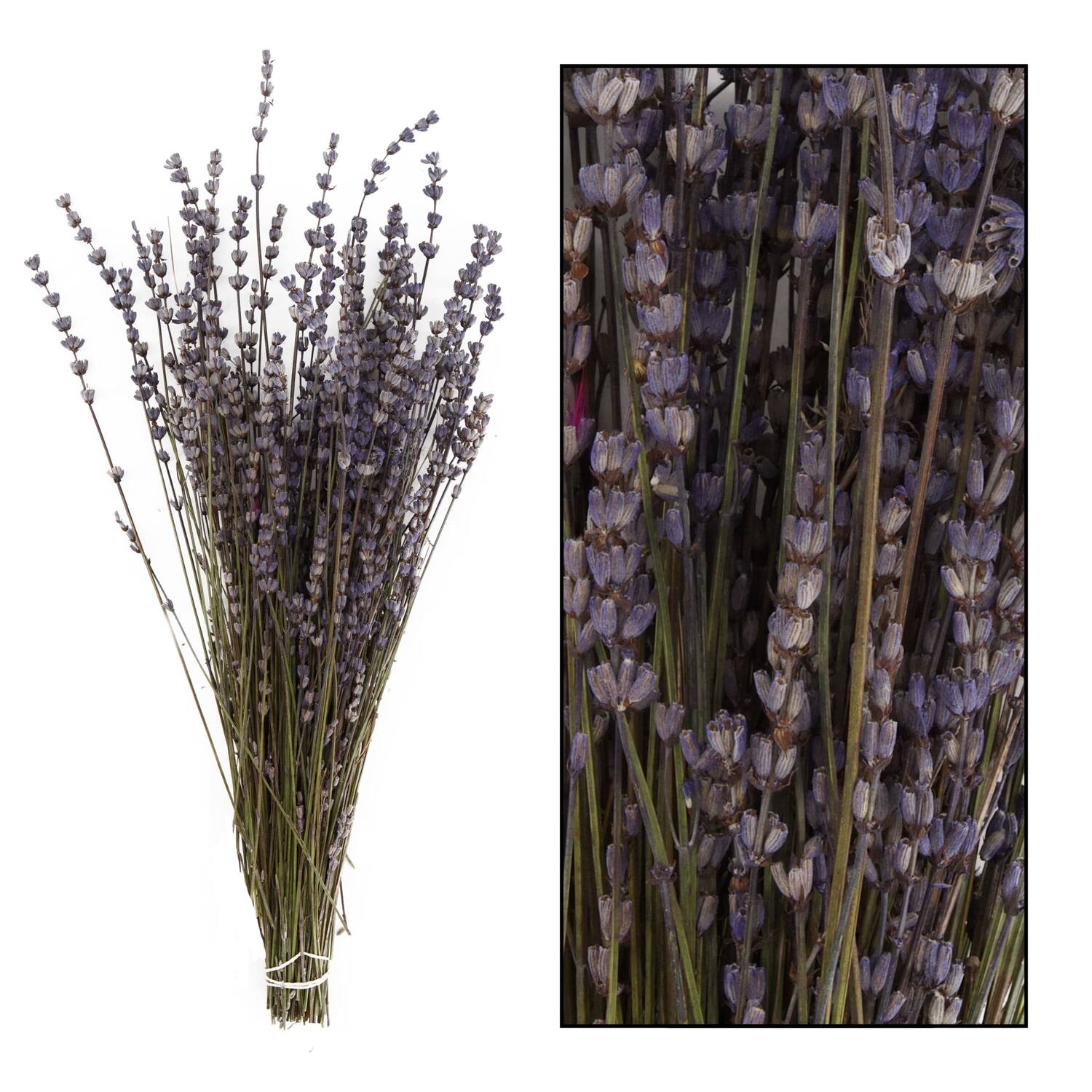 Lavender - Purple