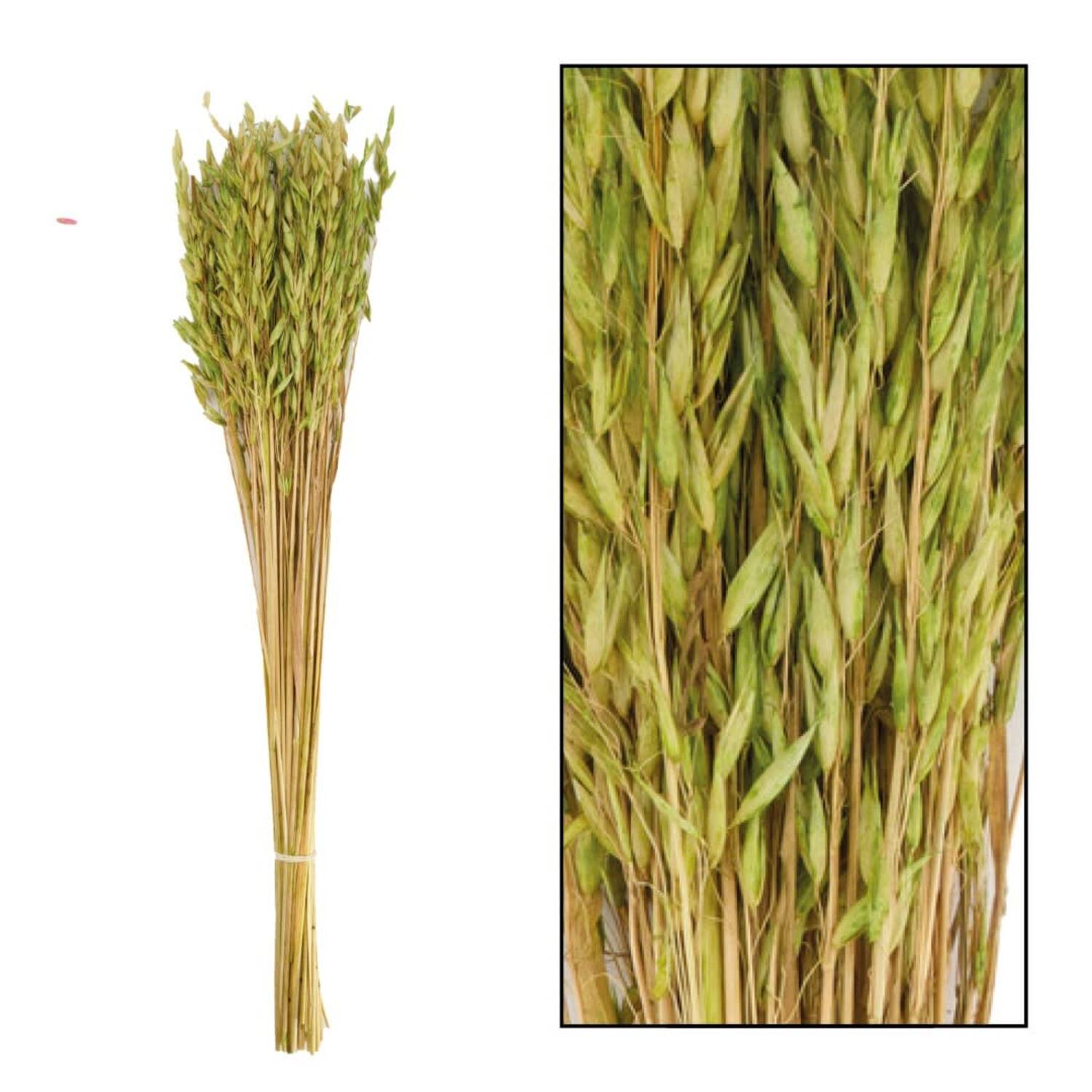 Avena dried 60cm 75gr - Green