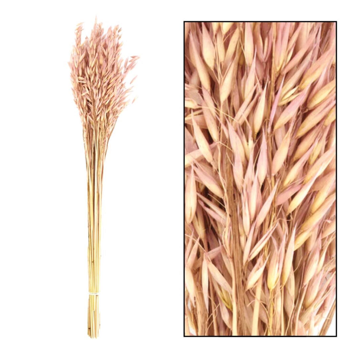 Avena dried 60cm 75gr - Pink