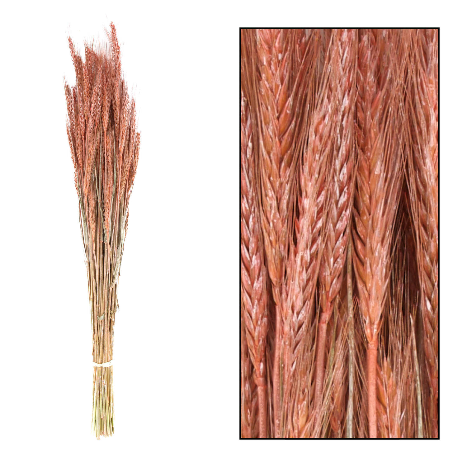 Triticale 66x16x6cm