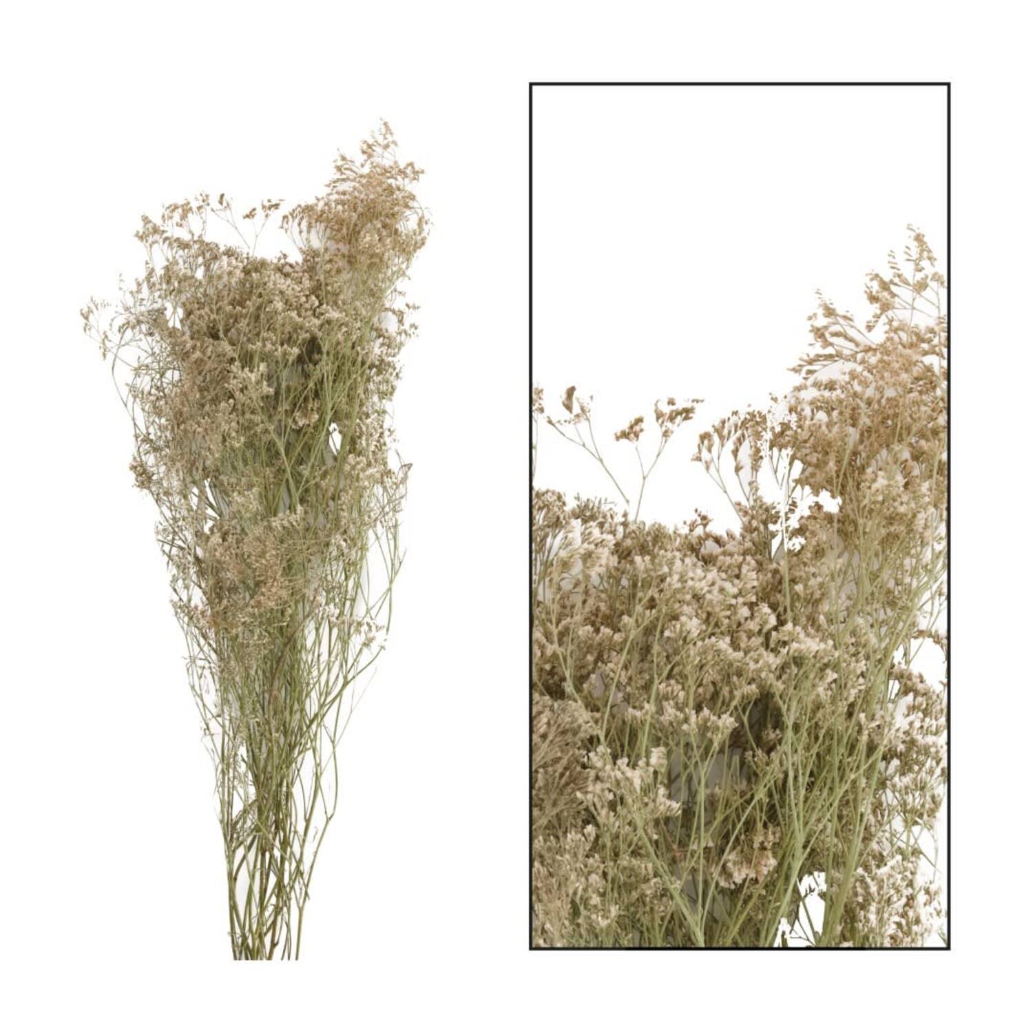 Limonium - White