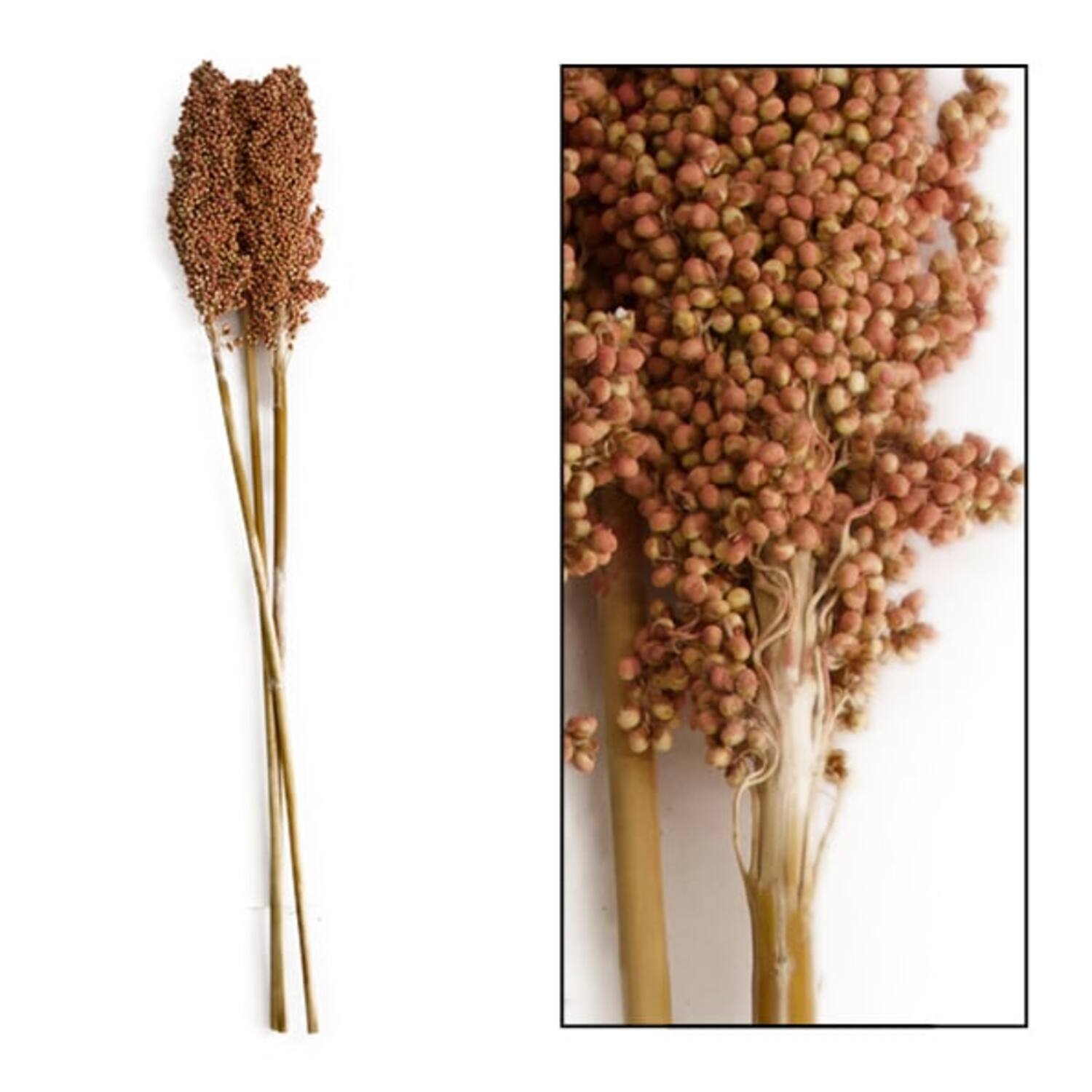 Indian corn 65-75cm 3pc - Pink